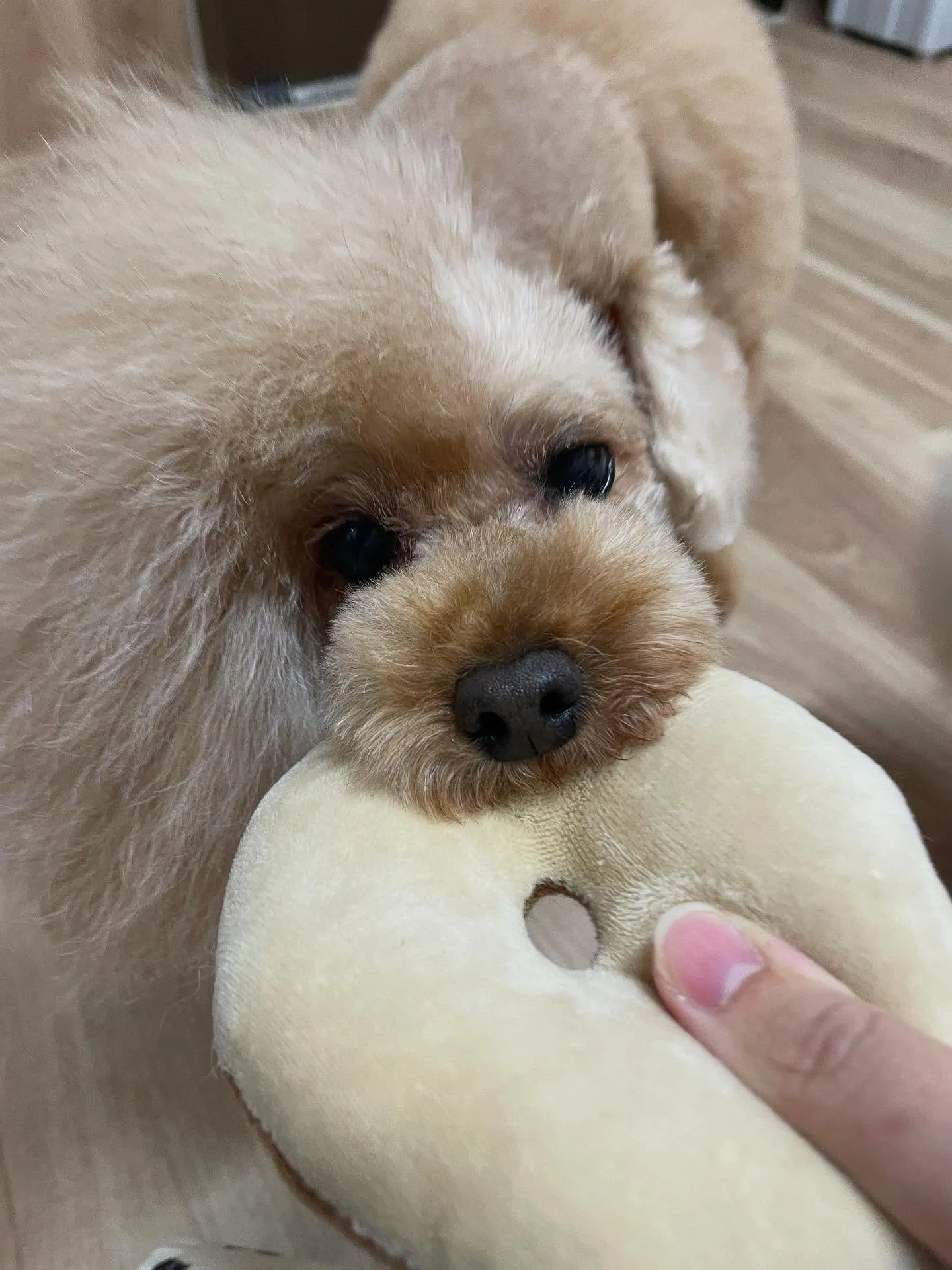 🍃今日のトリミング🍃プードル🐶｜名東区・千種区・守山区の動物...
