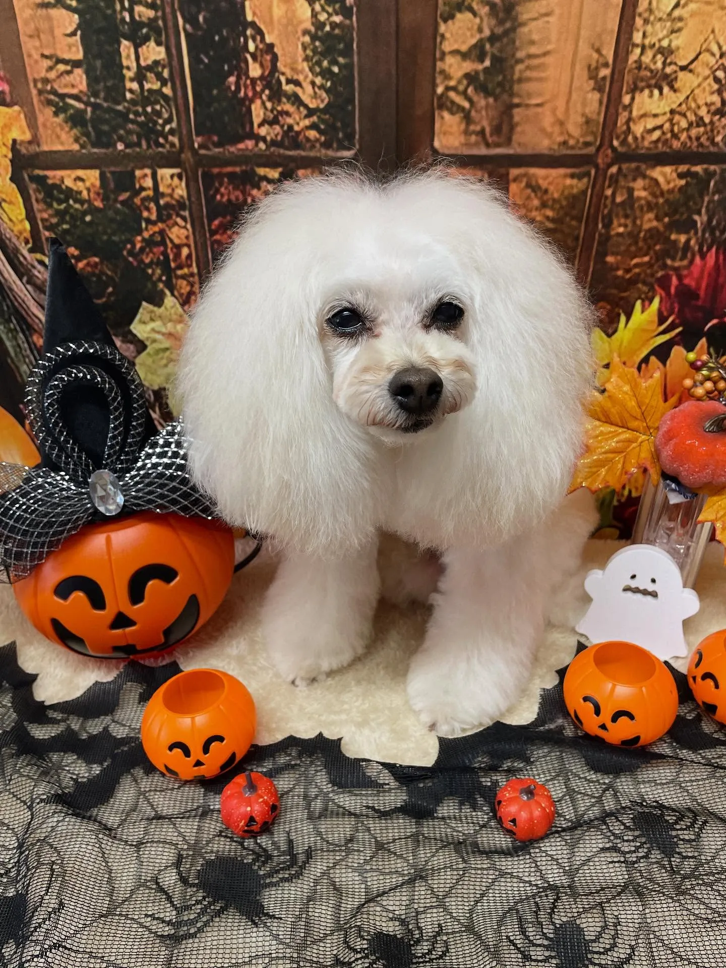 🍃今日のトリミング🍃プードル🐶｜名東区・千種区・守山区の動物...