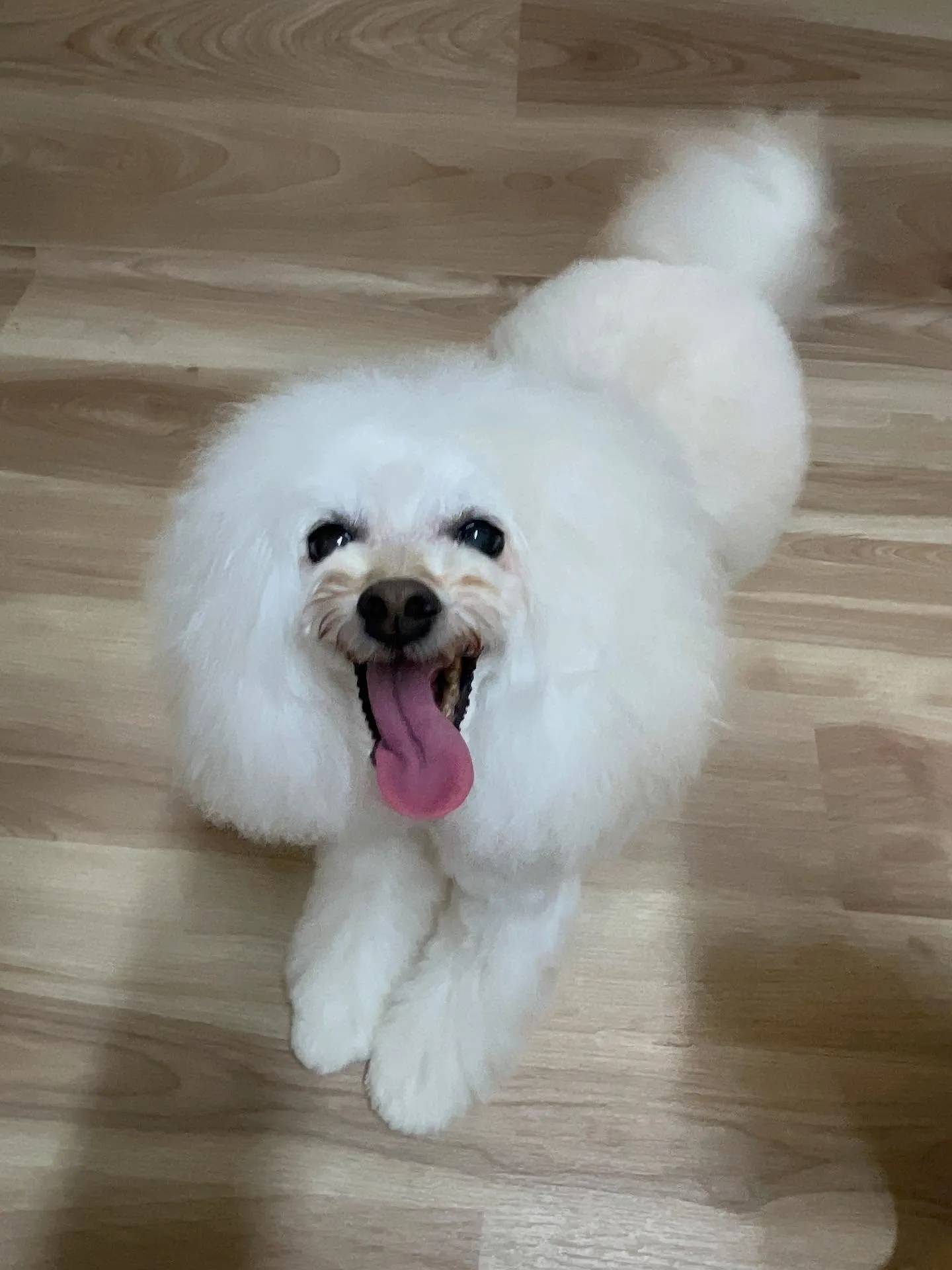 🍃今日のトリミング🍃プードル🐶｜名東区・千種区・守山区の動物...