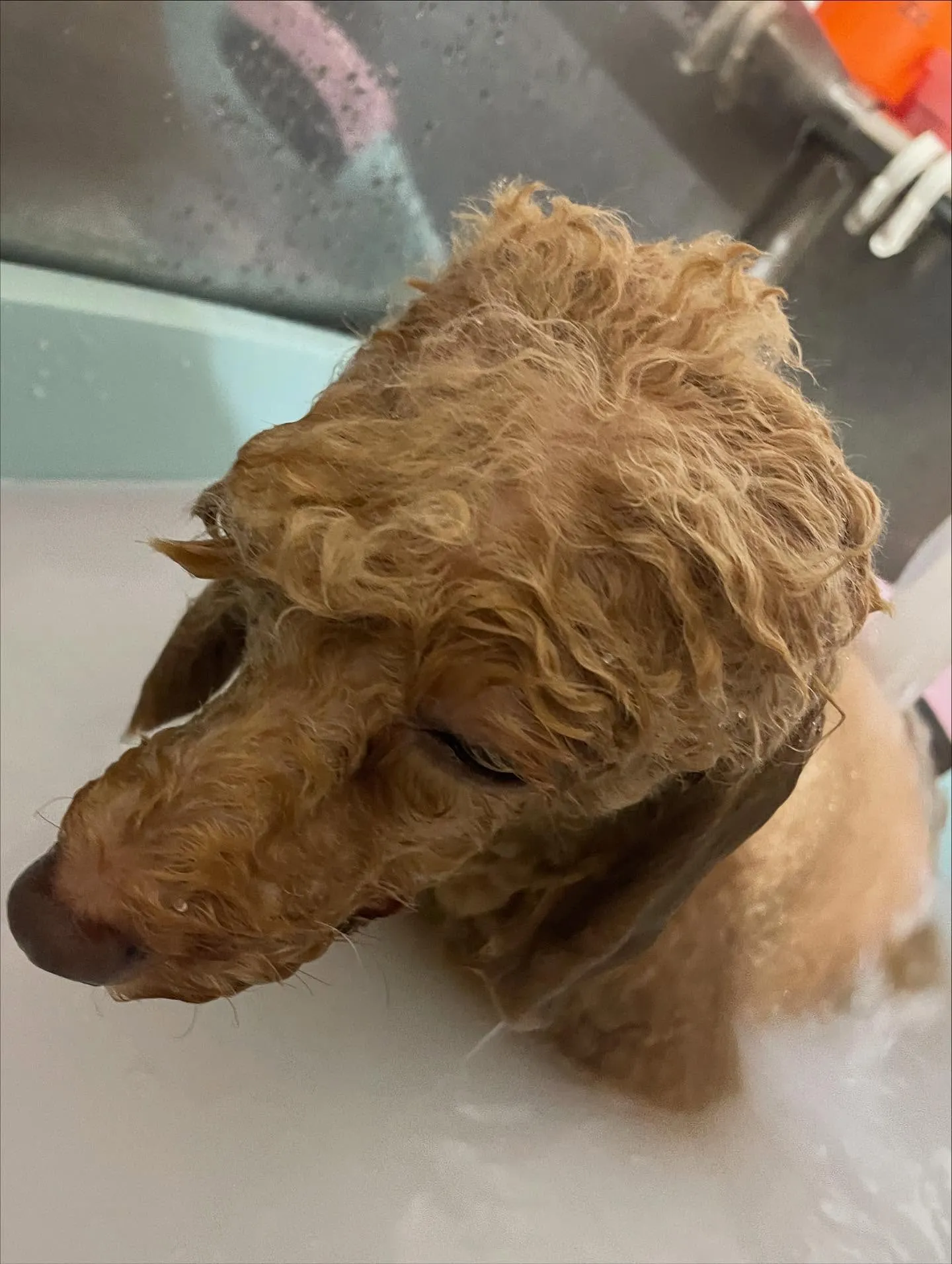 🍃今日のトリミング🍃プードル🐶｜名東区・千種区・守山区の動物...