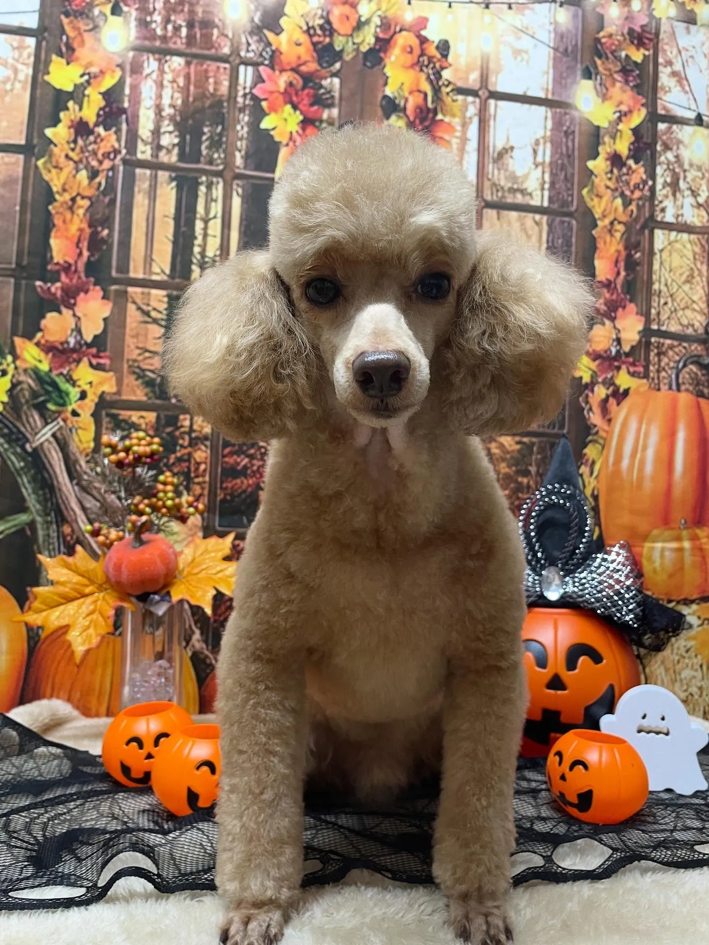 🍃今日のトリミング🍃プードル🐶｜名東区・千種区・守山区の動物...