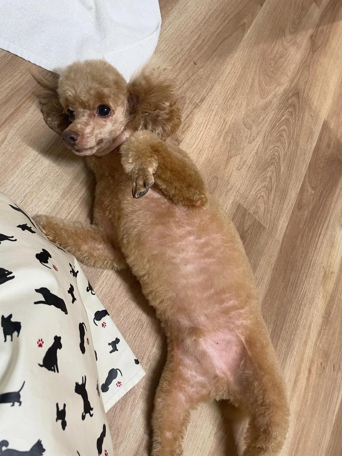 🍃今日のトリミング🍃プードル🐶｜名東区・千種区・守山区の動物...