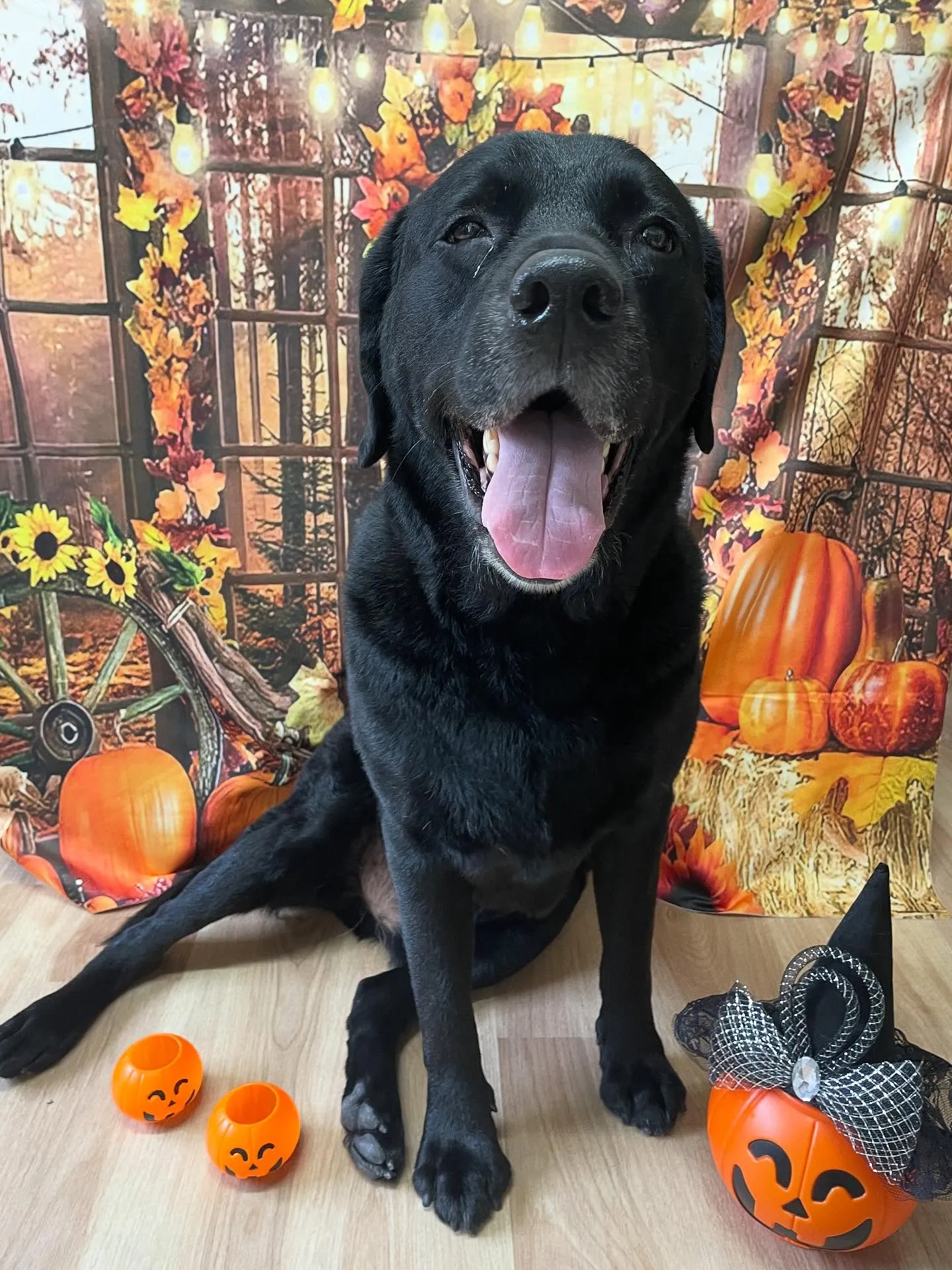 🍃今日のトリミング🍃ラブラドールレトリバー🐶｜名東区・千種区...