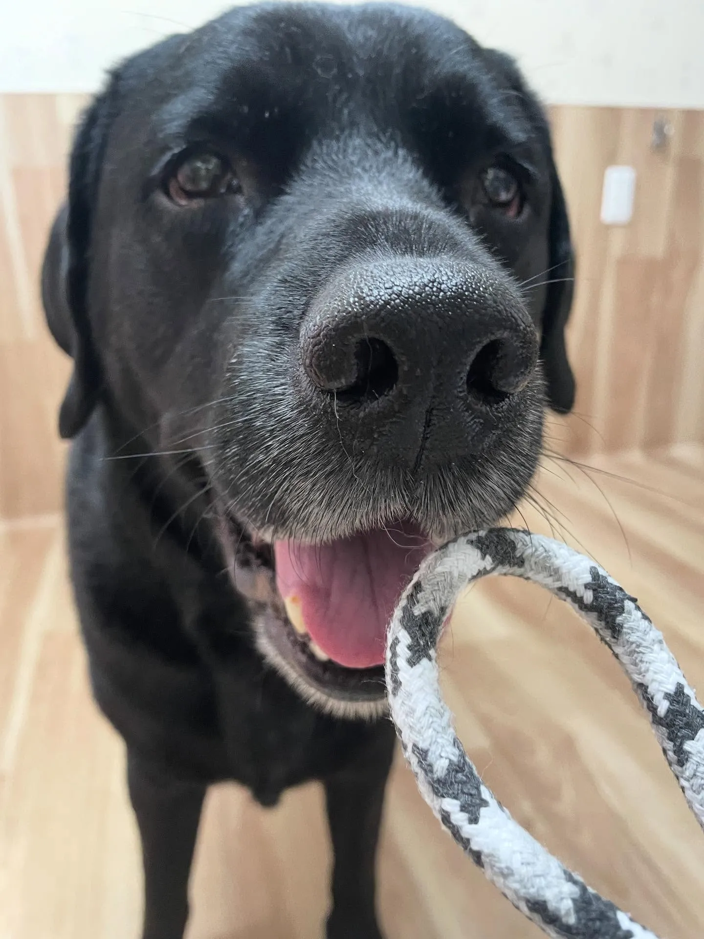 🍃今日のトリミング🍃ラブラドールレトリバー🐶｜名東区・千種区...