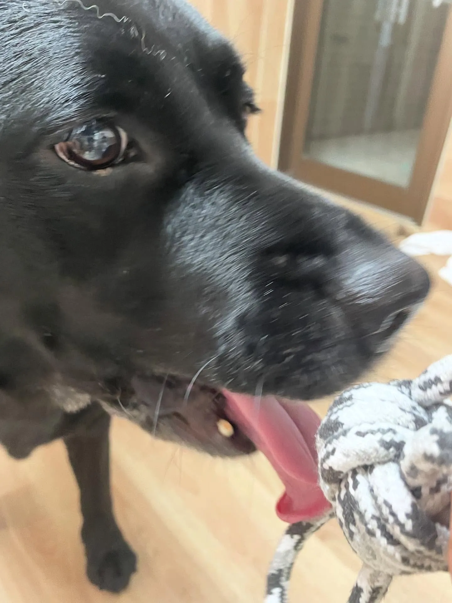 🍃今日のトリミング🍃ラブラドールレトリバー🐶｜名東区・千種区...