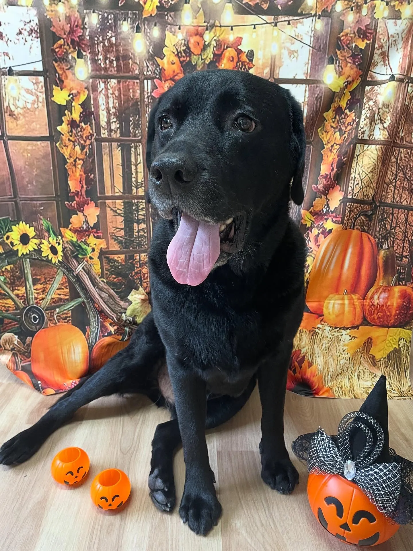 🍃今日のトリミング🍃ラブラドールレトリバー🐶｜名東区・千種区...