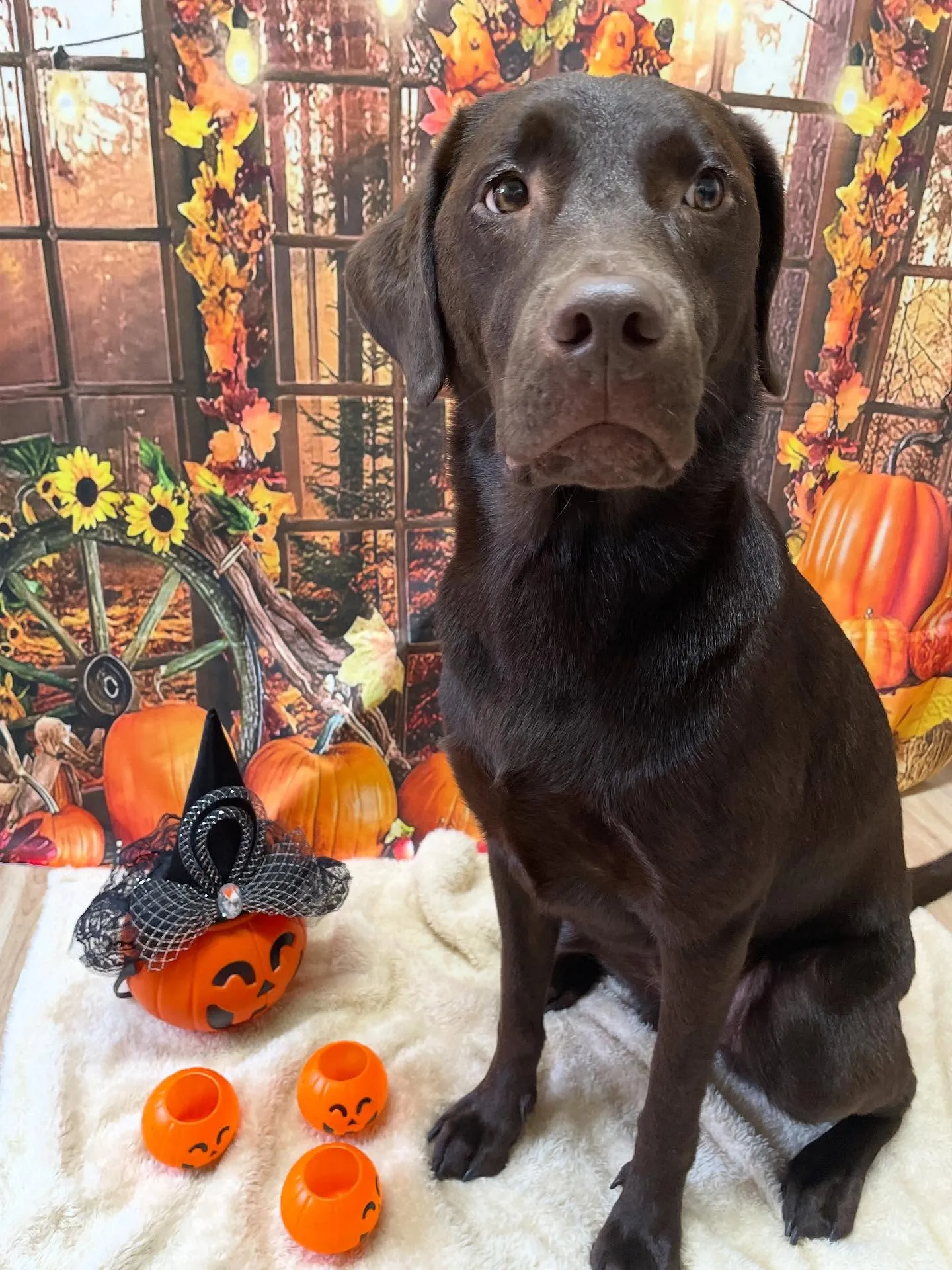 🍃今日のトリミング🍃ラブラドールレトリバー🐶｜名東区・千種区...