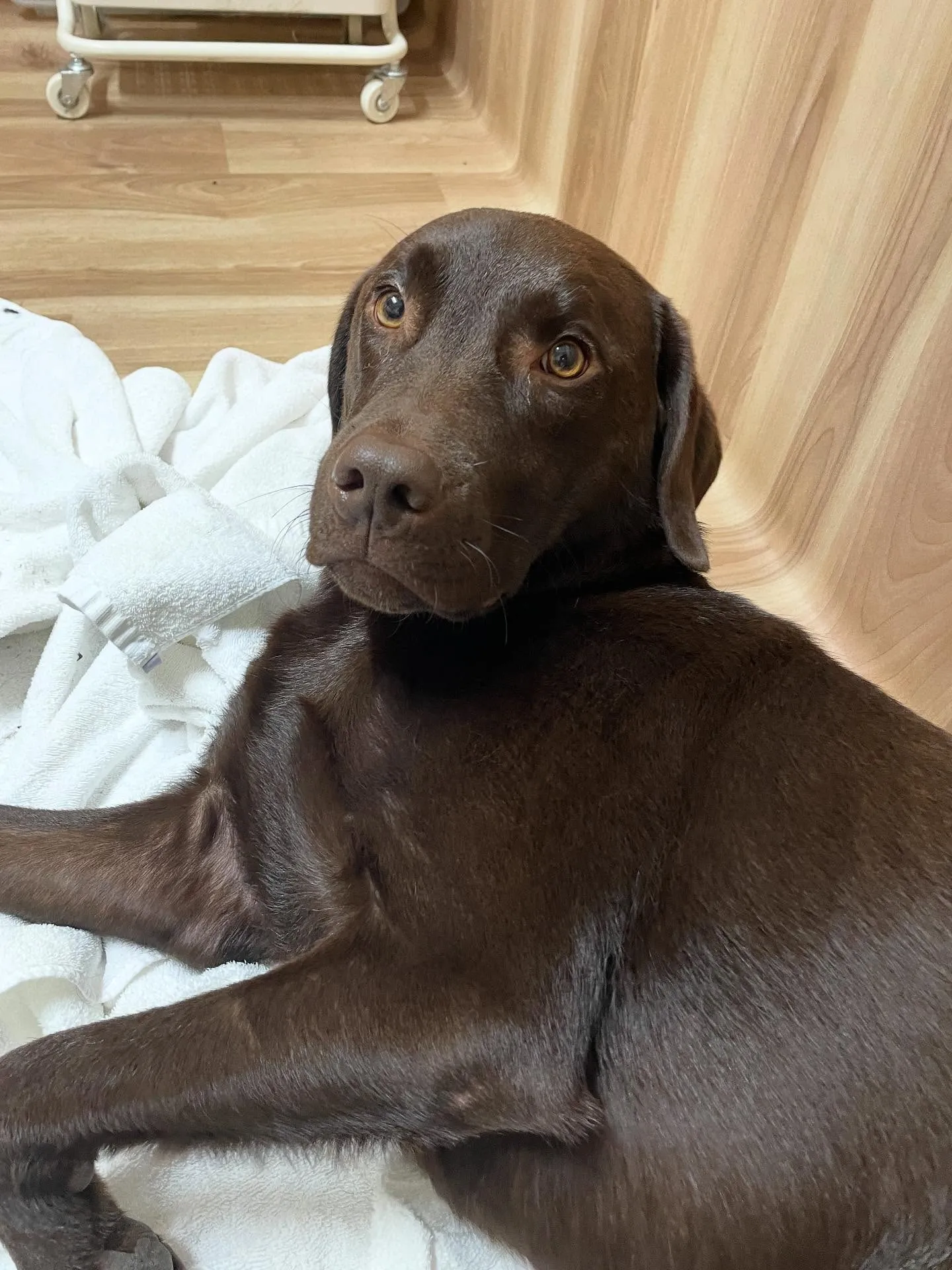 🍃今日のトリミング🍃ラブラドールレトリバー🐶|名東区・千種区...