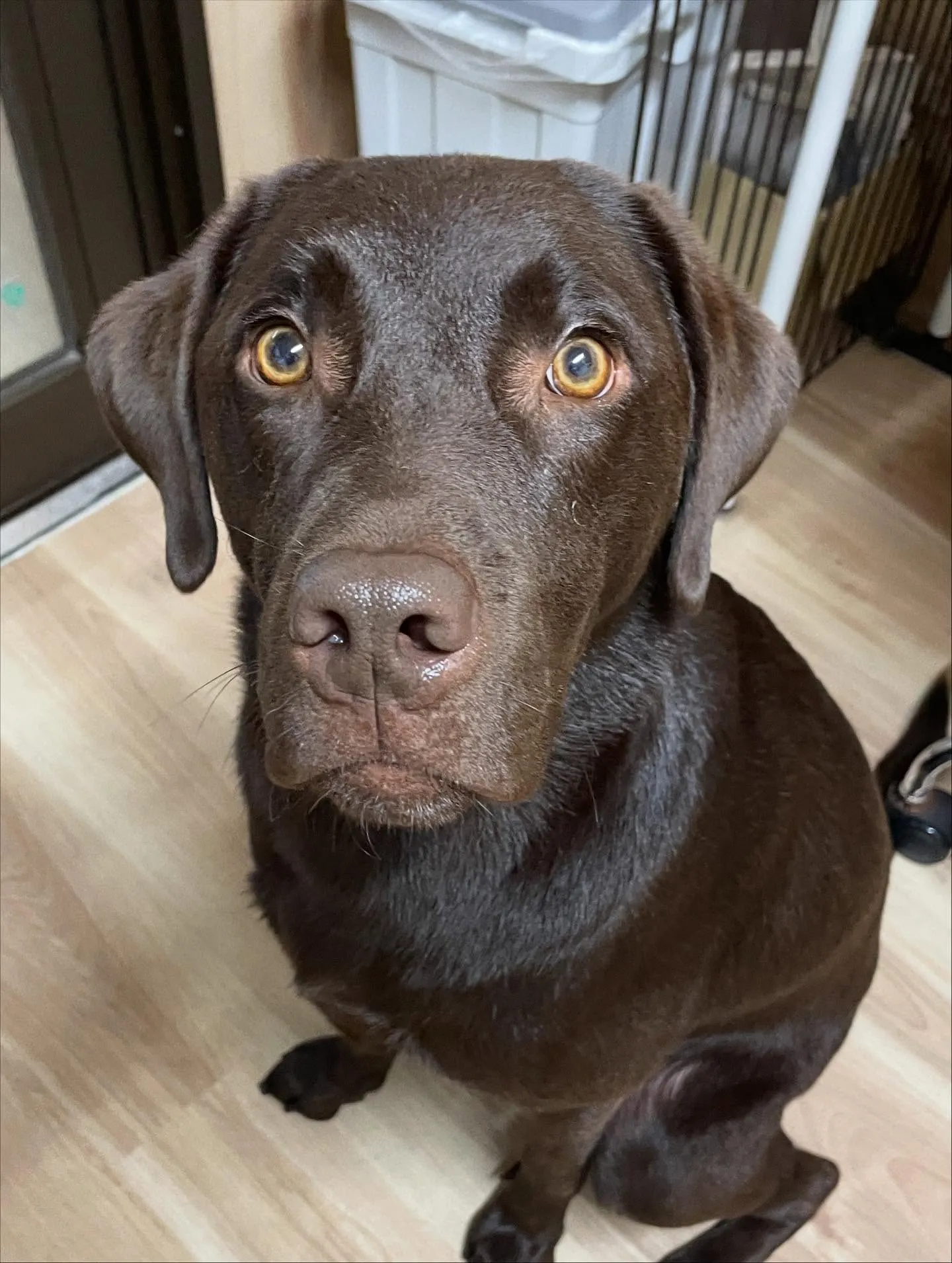🍃今日のトリミング🍃ラブラドールレトリバー🐶｜名東区・千種区...
