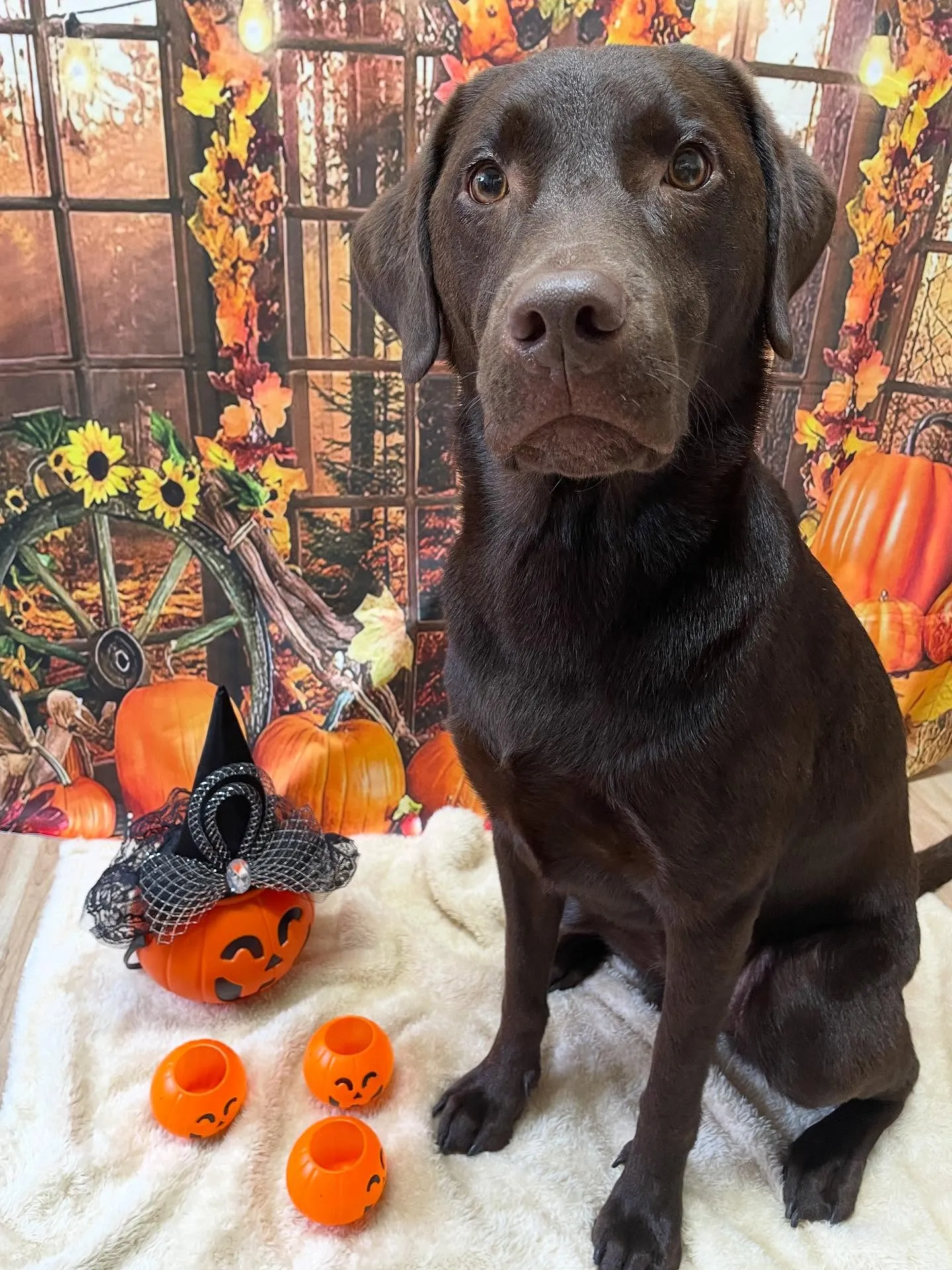 🍃今日のトリミング🍃ラブラドールレトリバー🐶｜名東区・千種区...