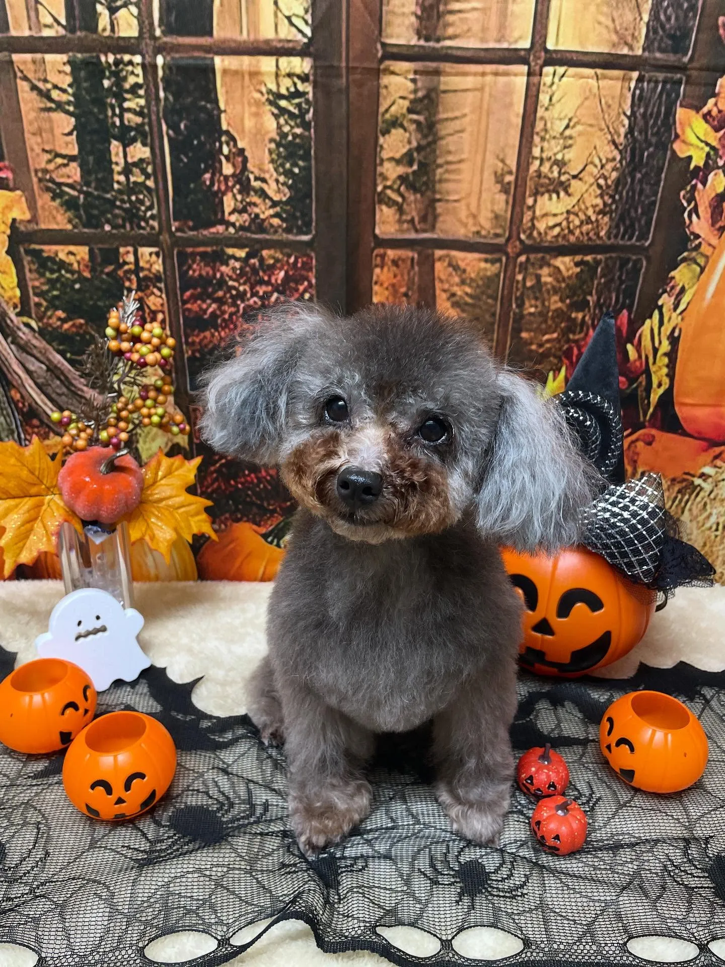🍃今日のトリミング🍃プードル🐶|名東区・千種区・守山区の動物...