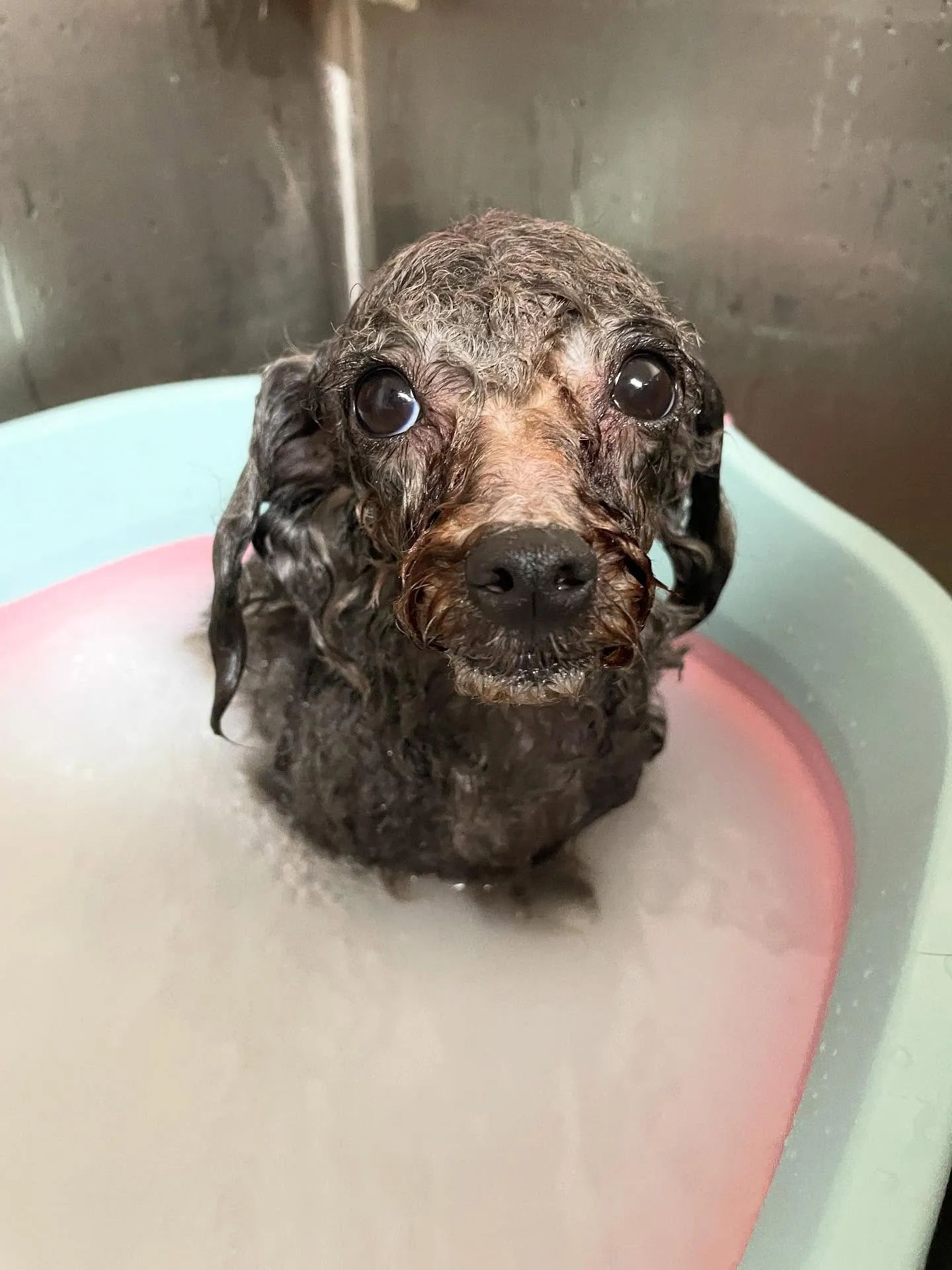 🍃今日のトリミング🍃プードル🐶|名東区・千種区・守山区の動物...