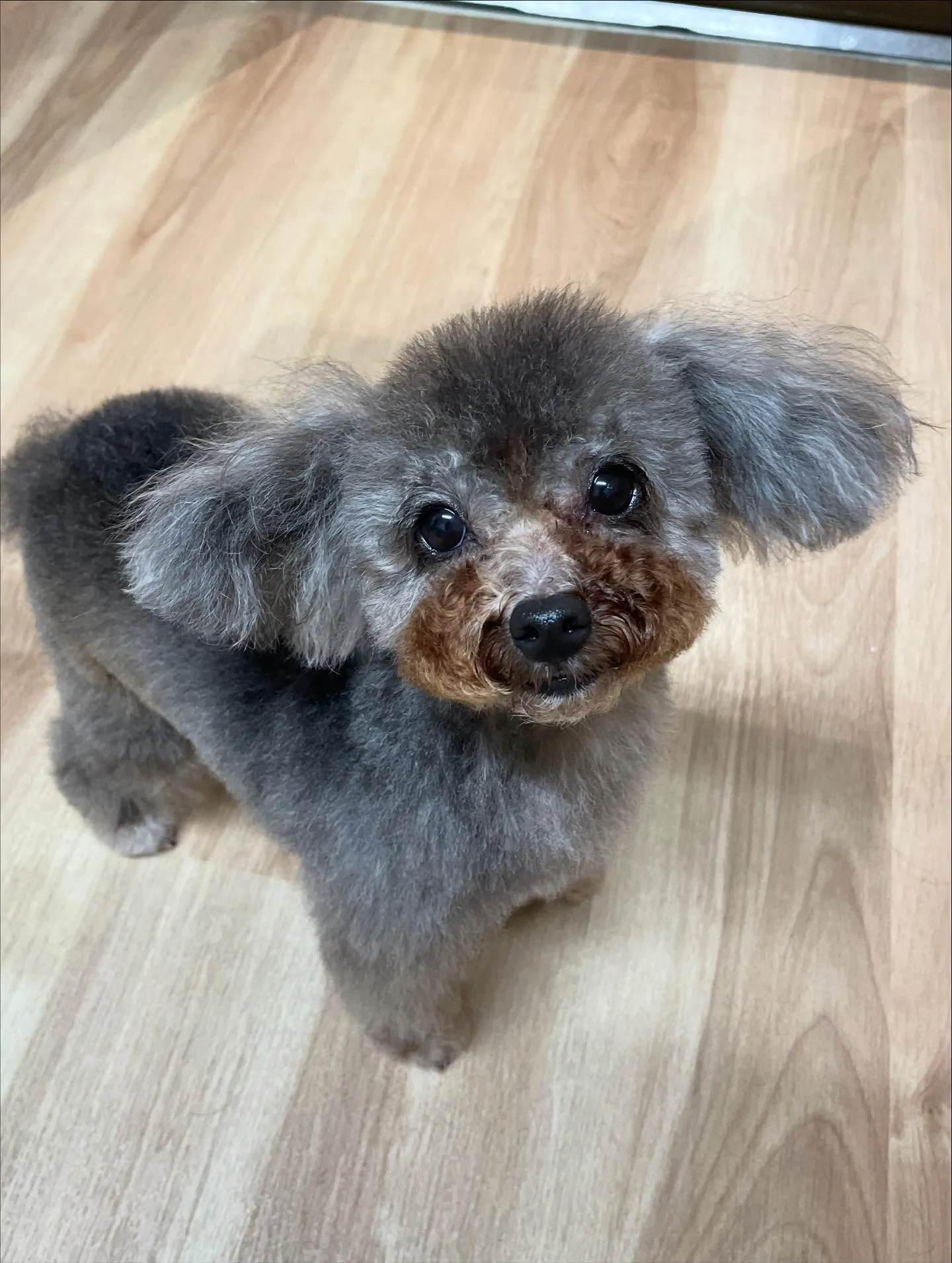 🍃今日のトリミング🍃プードル🐶|名東区・千種区・守山区の動物...