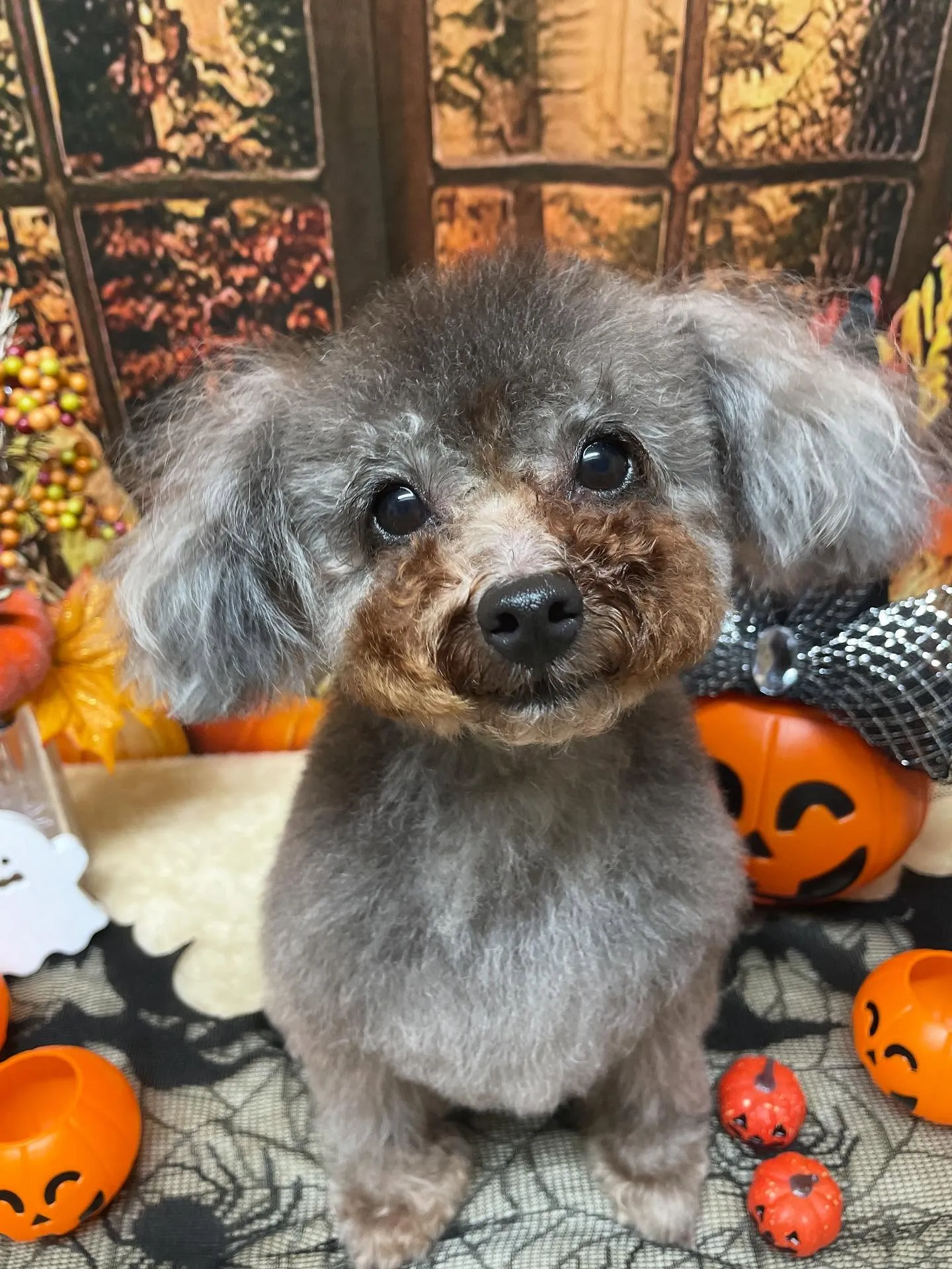 🍃今日のトリミング🍃プードル🐶|名東区・千種区・守山区の動物...