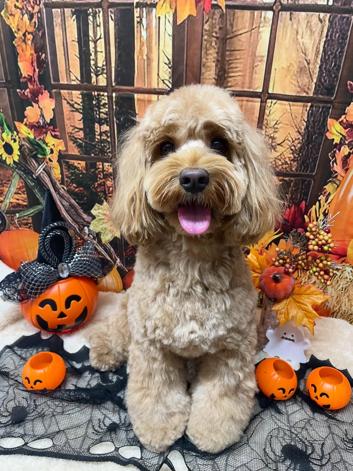 🍃今日のトリミング🍃ミックス犬🐶|名東区・千種区・守山区の動...