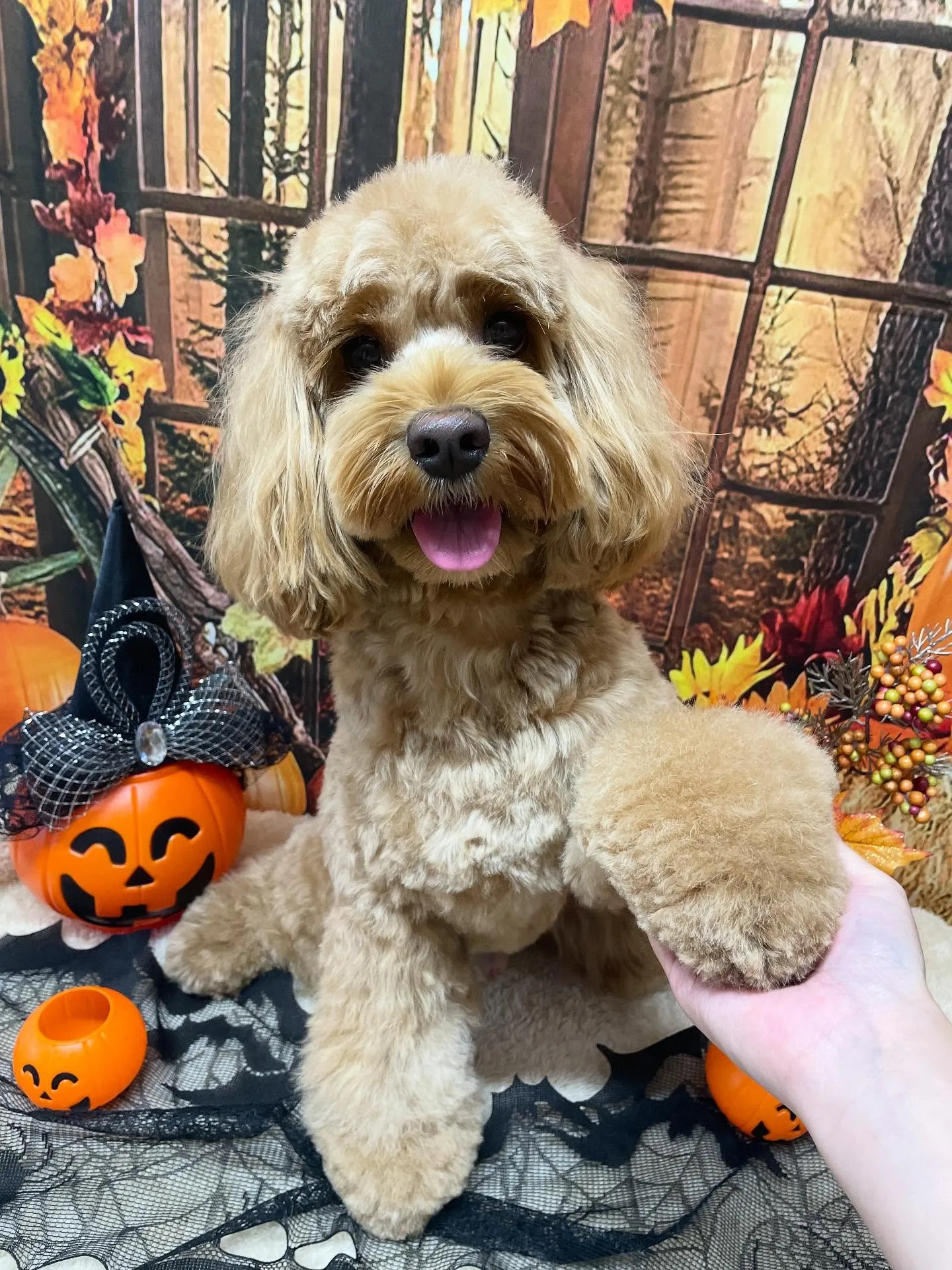 🍃今日のトリミング🍃ミックス犬🐶|名東区・千種区・守山区の動...