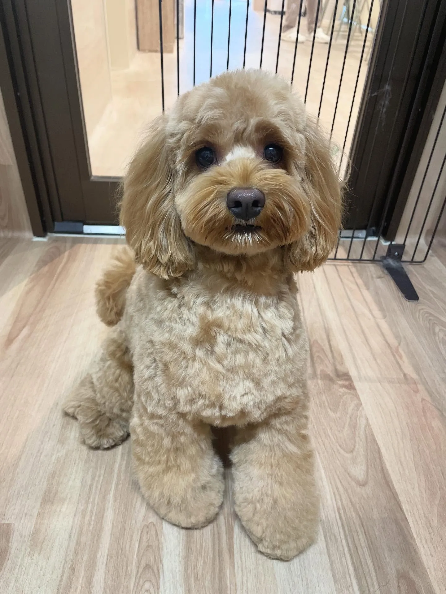 🍃今日のトリミング🍃ミックス犬🐶|名東区・千種区・守山区の動...