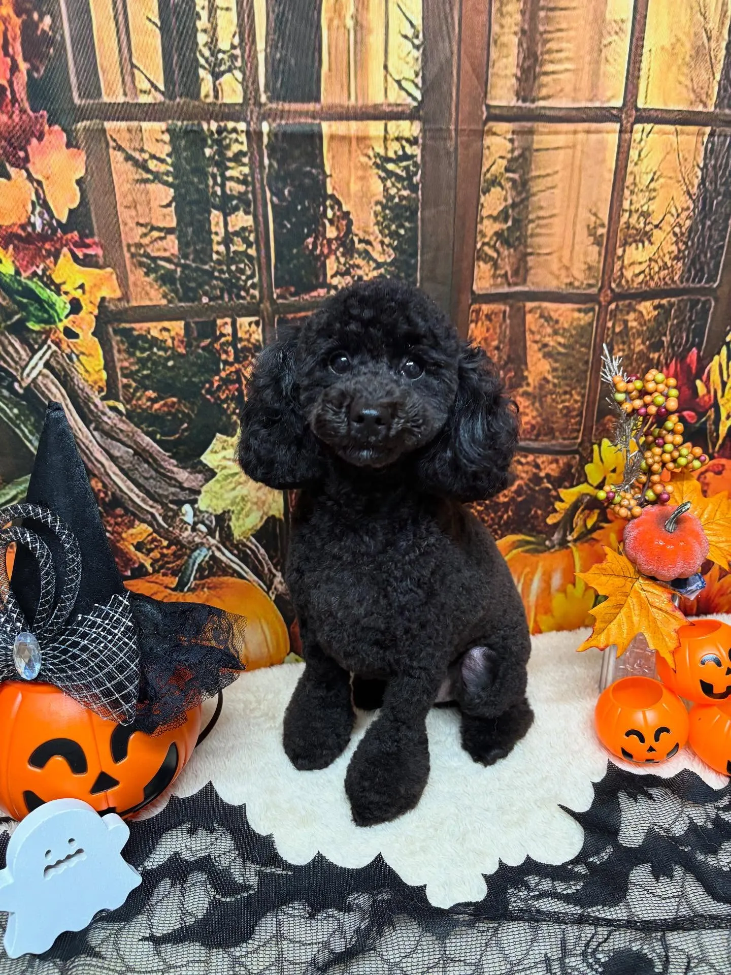 🍃今日のトリミング🍃トイプードル🐶|名東区・千種区・守山区の...