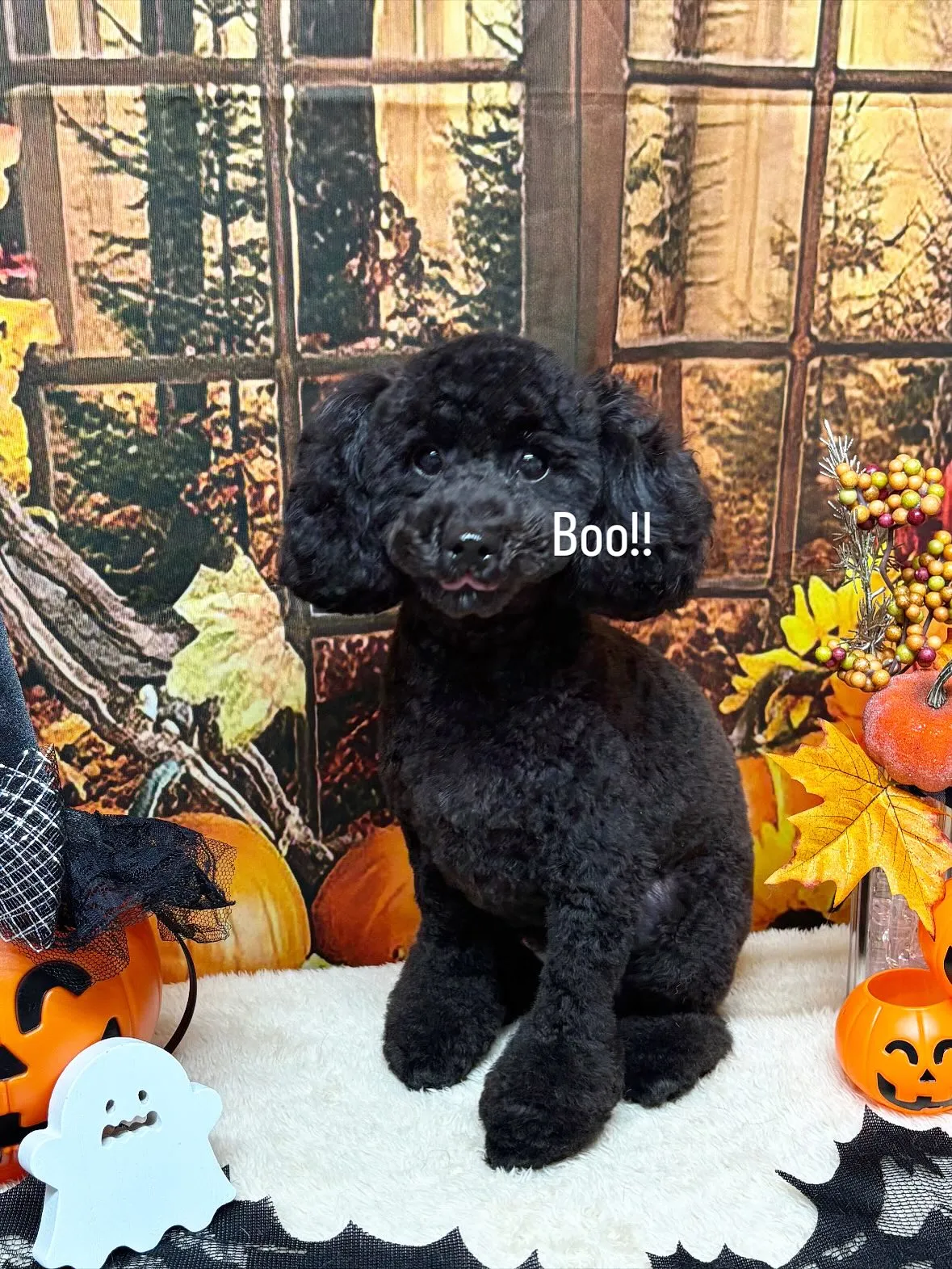 🍃今日のトリミング🍃トイプードル🐶|名東区・千種区・守山区の...