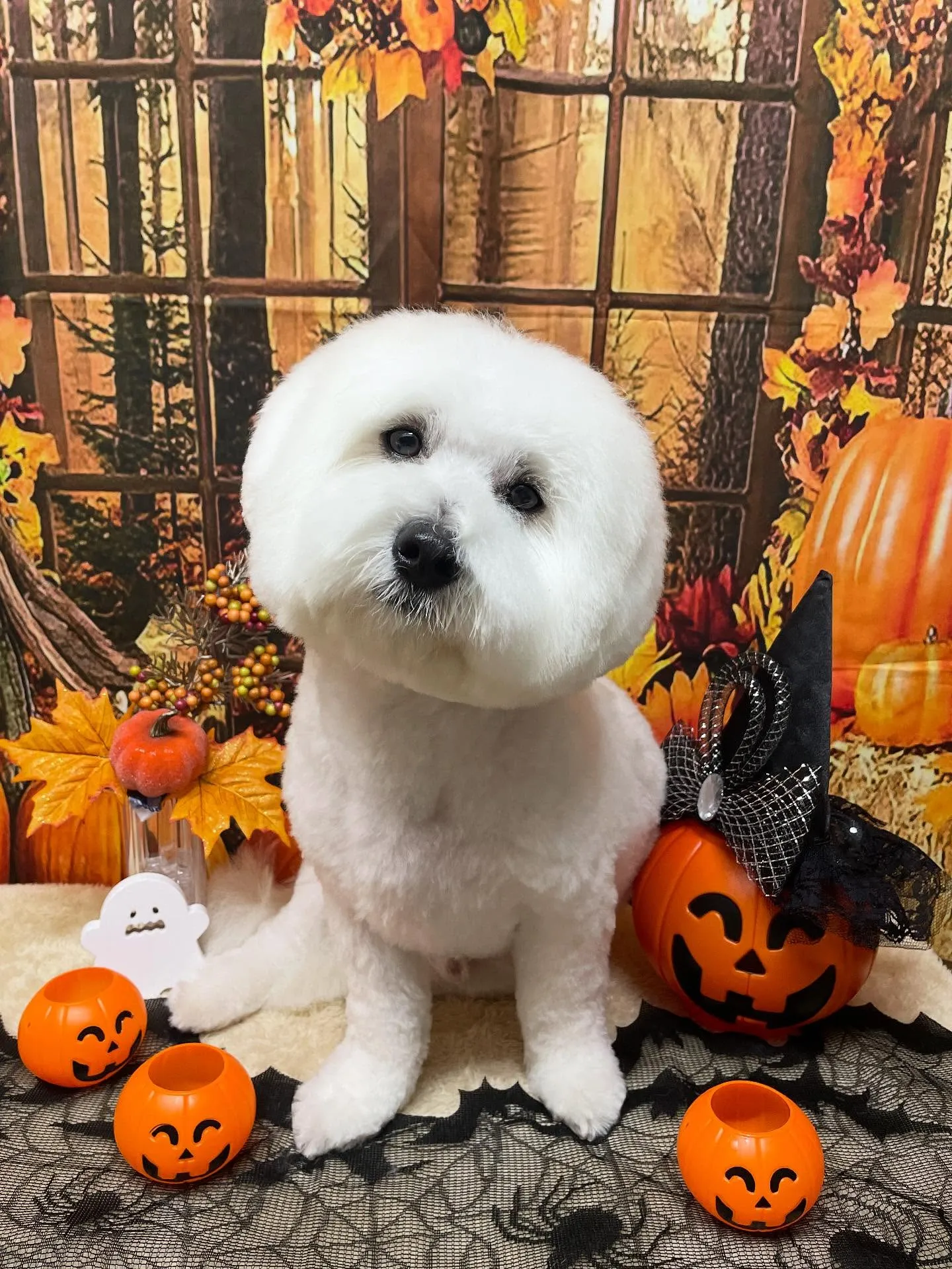 🍃今日のトリミング🍃ミックス犬🐶｜名東区・千種区・守山区の動...