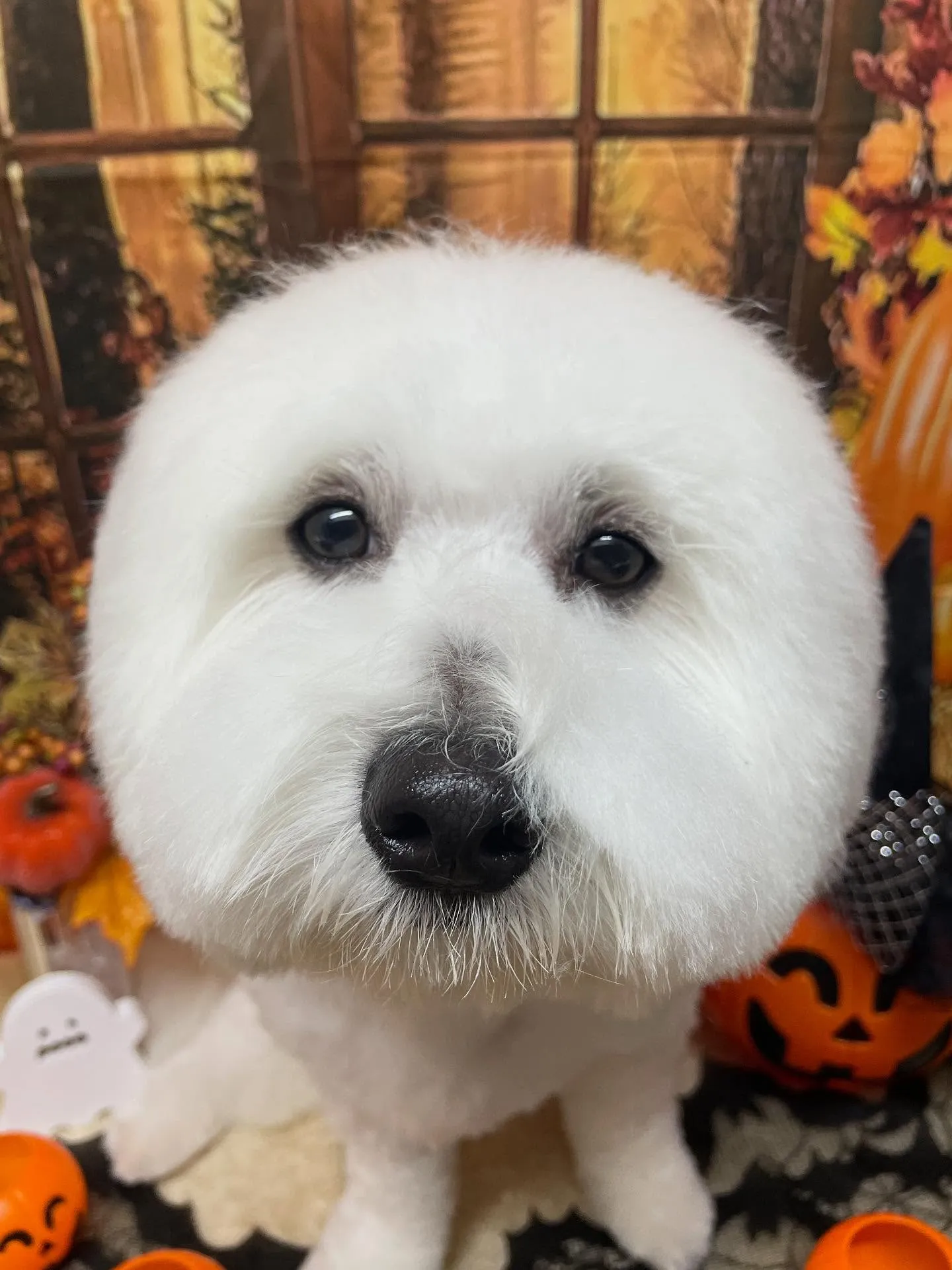 🍃今日のトリミング🍃ミックス犬🐶｜名東区・千種区・守山区の動...