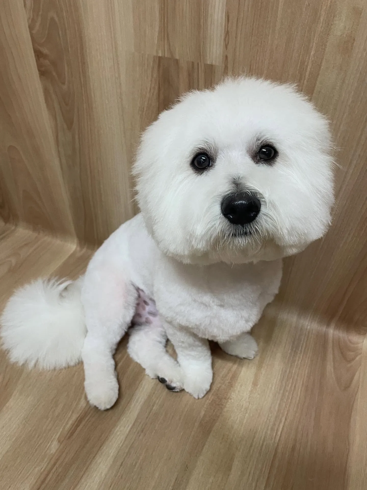 🍃今日のトリミング🍃ミックス犬🐶｜名東区・千種区・守山区の動...