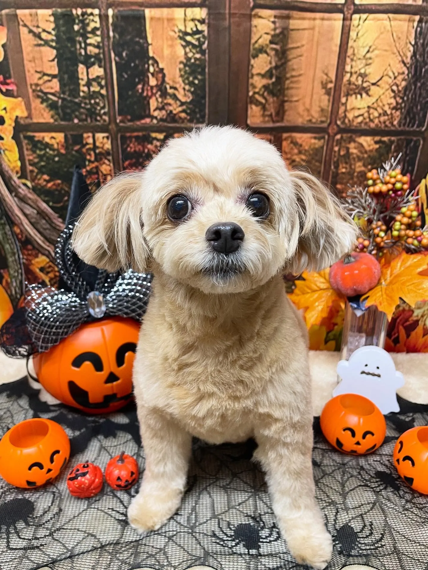 🍃今日のトリミング🍃ミックス犬🐶｜名東区・千種区・守山区の動...