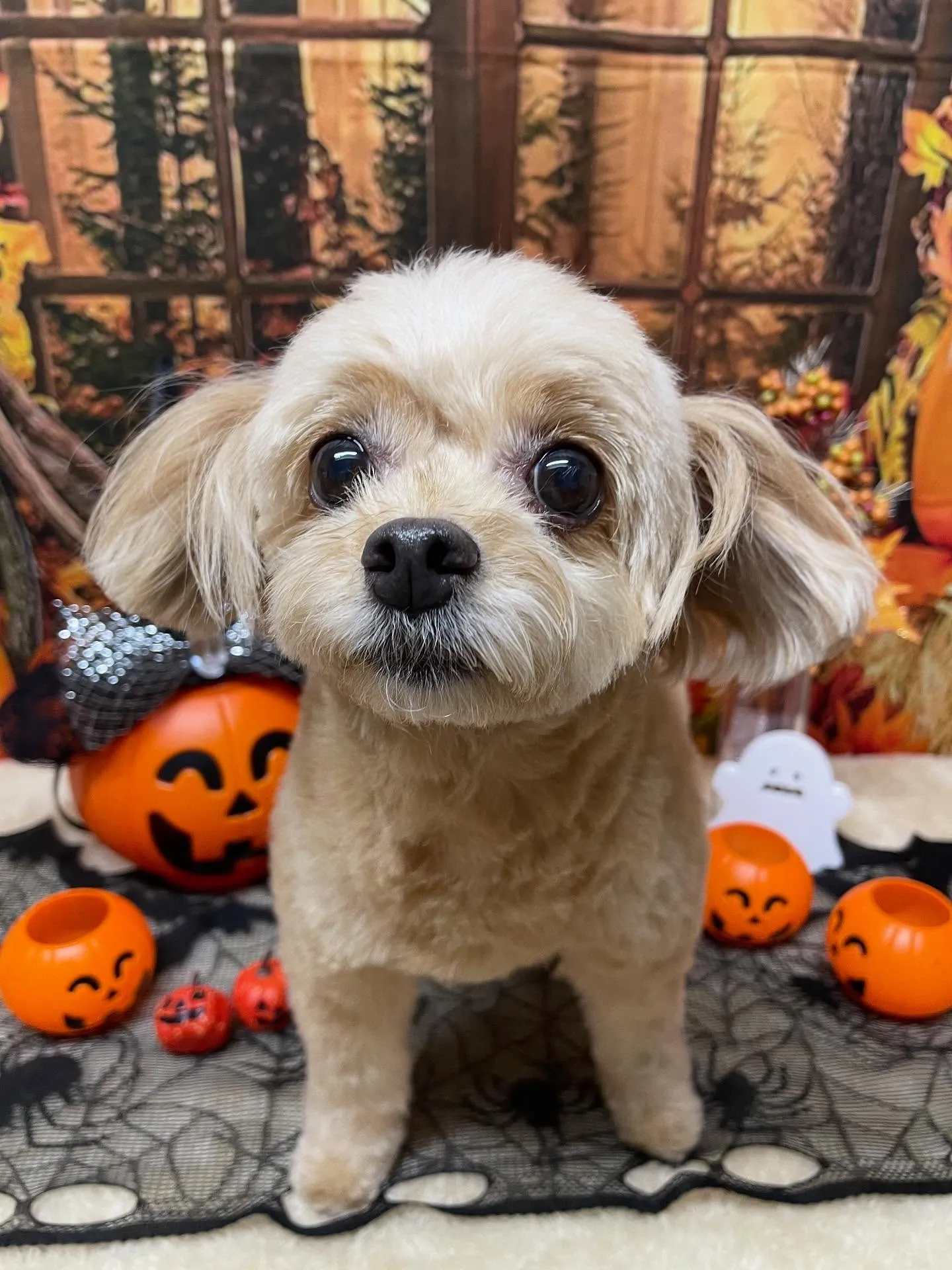 🍃今日のトリミング🍃ミックス犬🐶｜名東区・千種区・守山区の動...