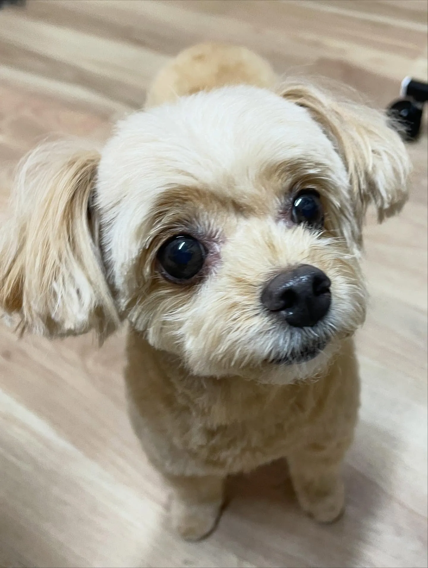 🍃今日のトリミング🍃ミックス犬🐶｜名東区・千種区・守山区の動...