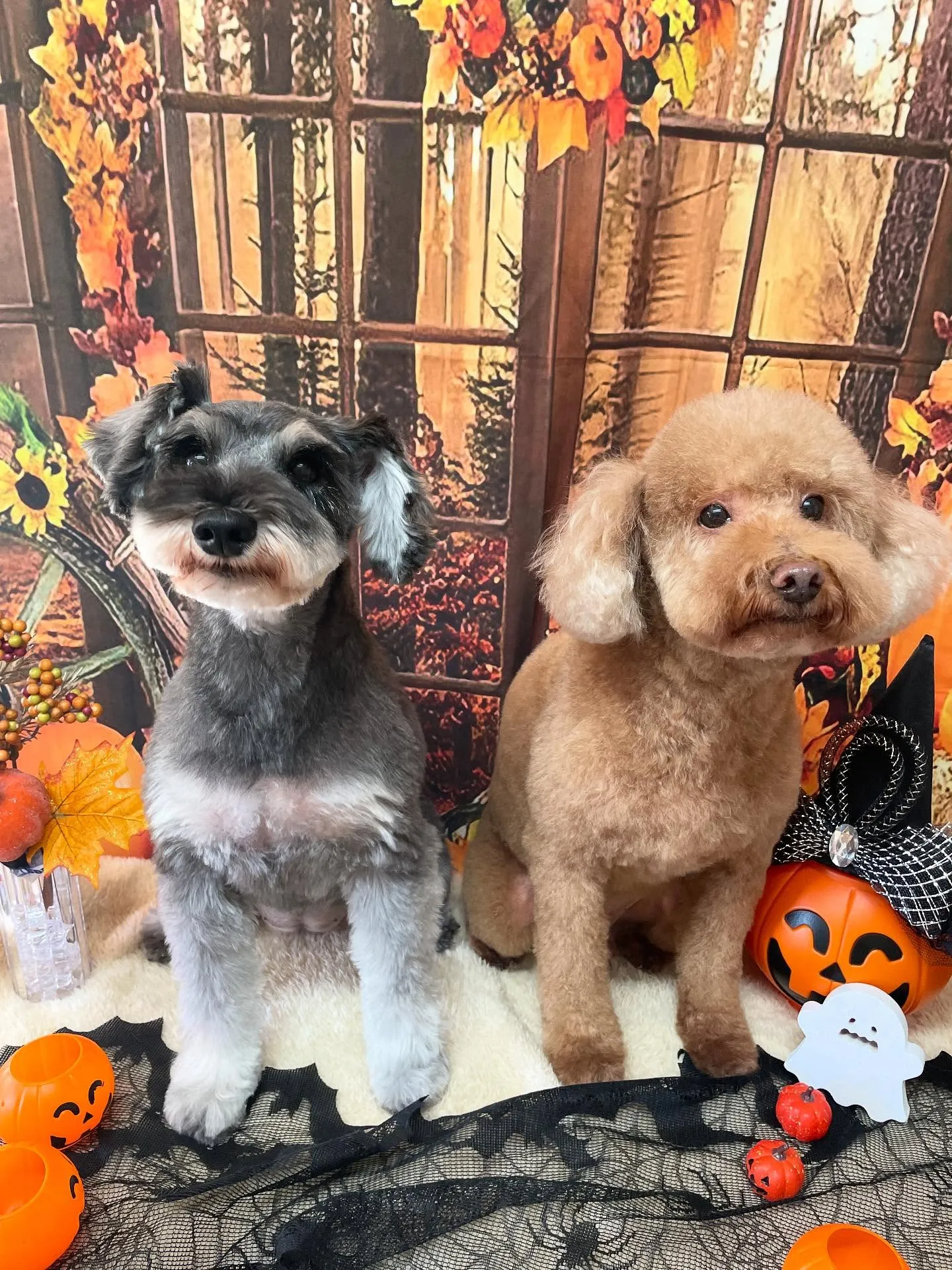 🍃今日のトリミング🍃プードル🐶シュナウザー🐶|名東区・千種区...