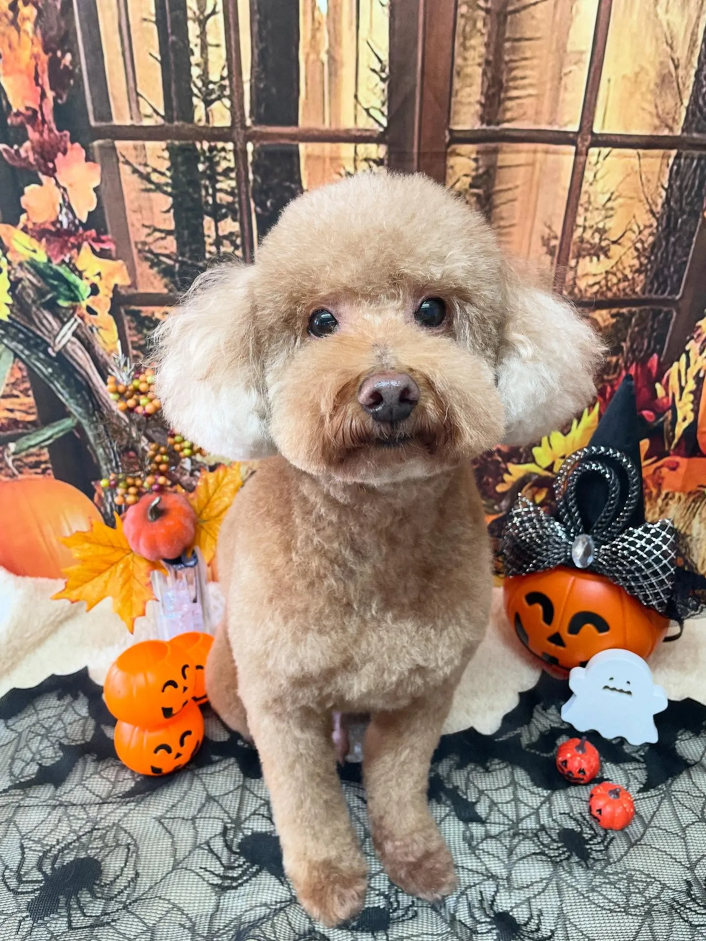 🍃今日のトリミング🍃プードル🐶シュナウザー🐶|名東区・千種区...