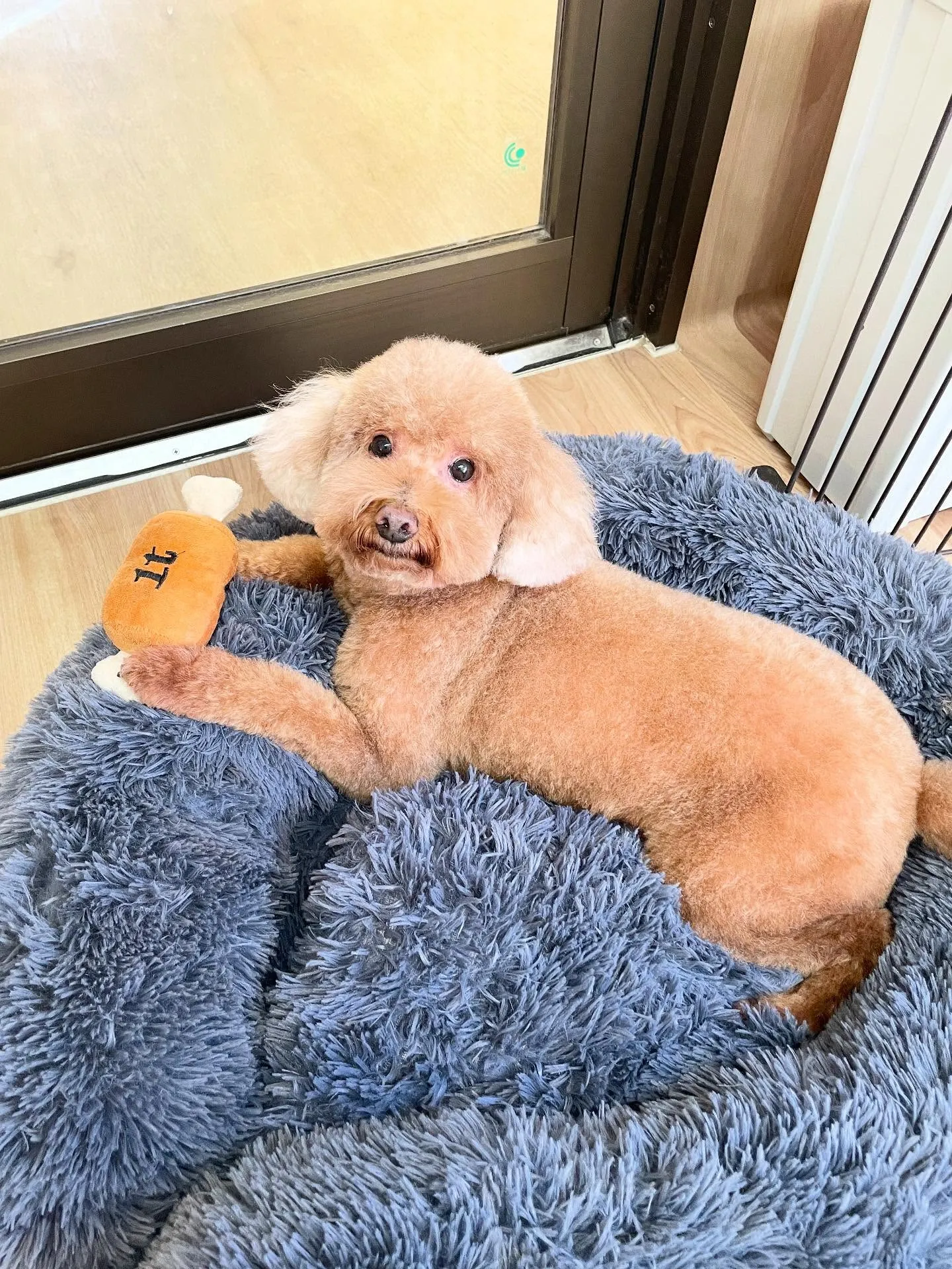 🍃今日のトリミング🍃プードル🐶シュナウザー🐶|名東区・千種区...