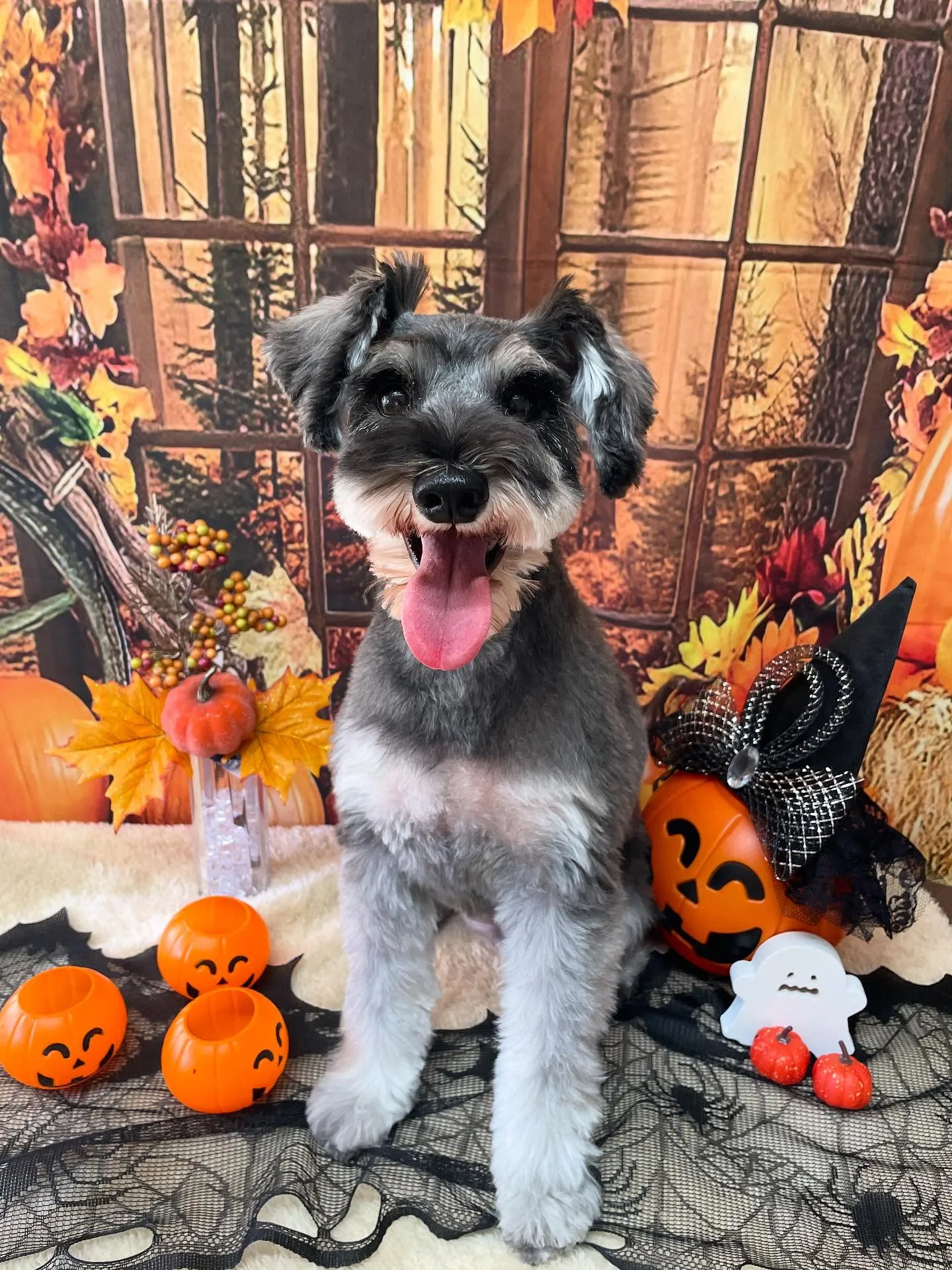 🍃今日のトリミング🍃プードル🐶シュナウザー🐶|名東区・千種区...