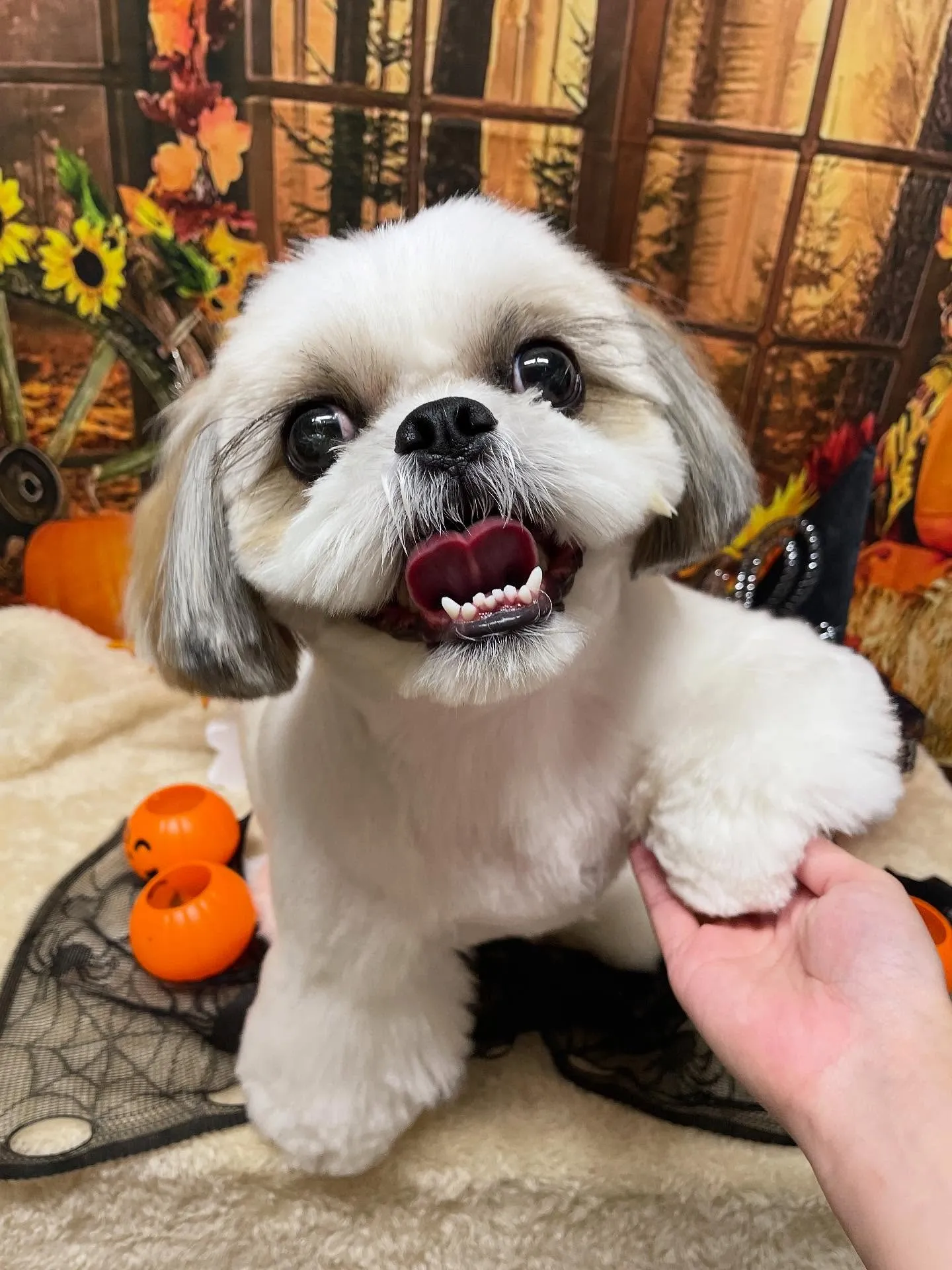 🍃今日のトリミング🍃シーズー🐶｜名東区・千種区・守山区の動物...