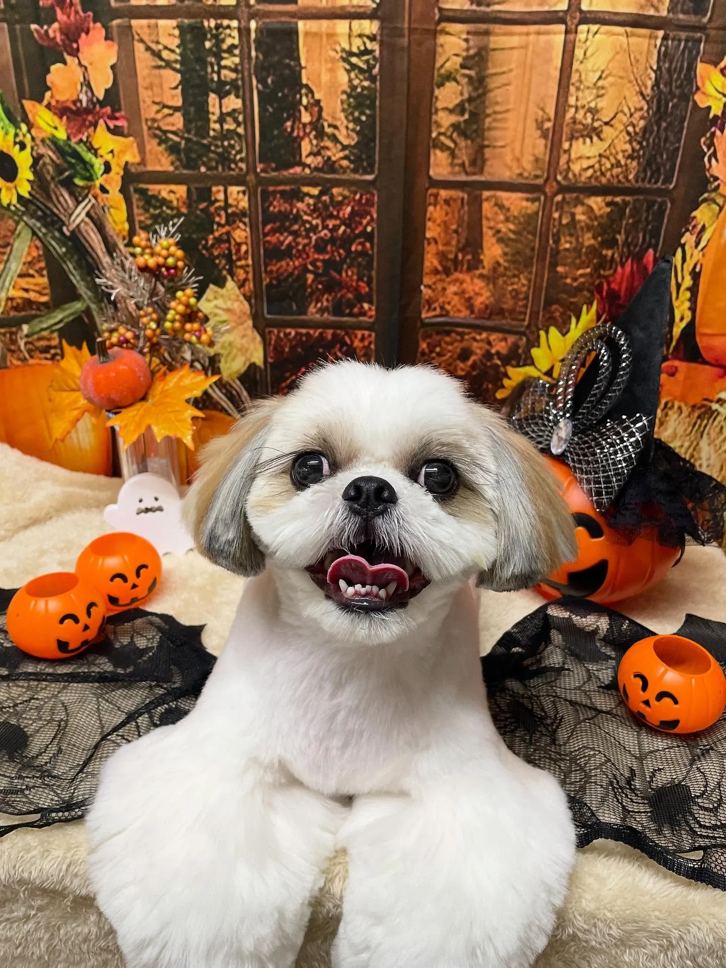 🍃今日のトリミング🍃シーズー🐶｜名東区・千種区・守山区の動物...