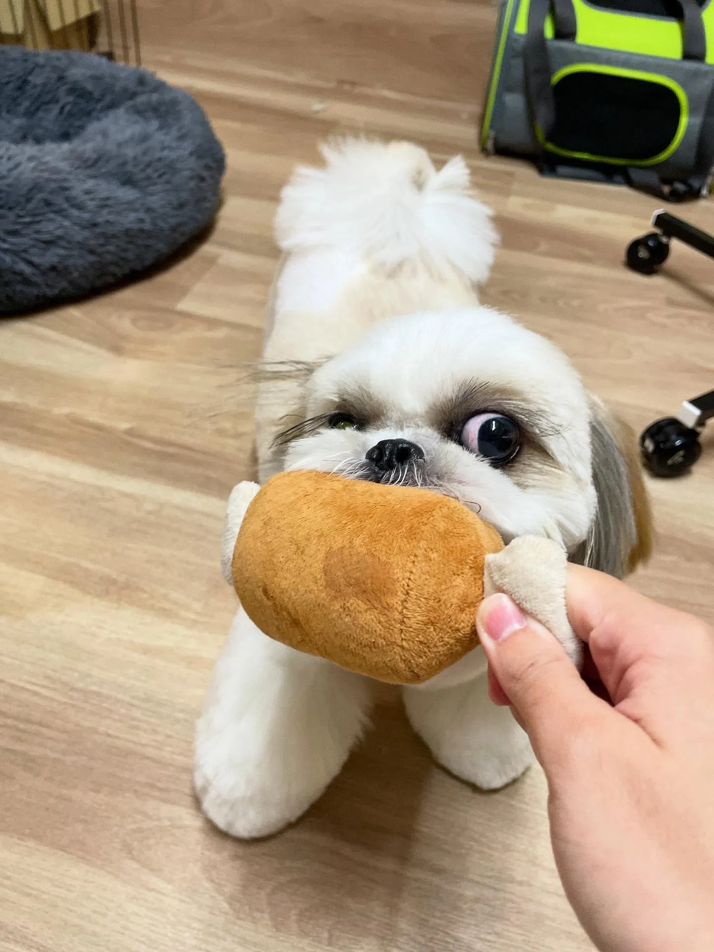 🍃今日のトリミング🍃シーズー🐶｜名東区・千種区・守山区の動物...