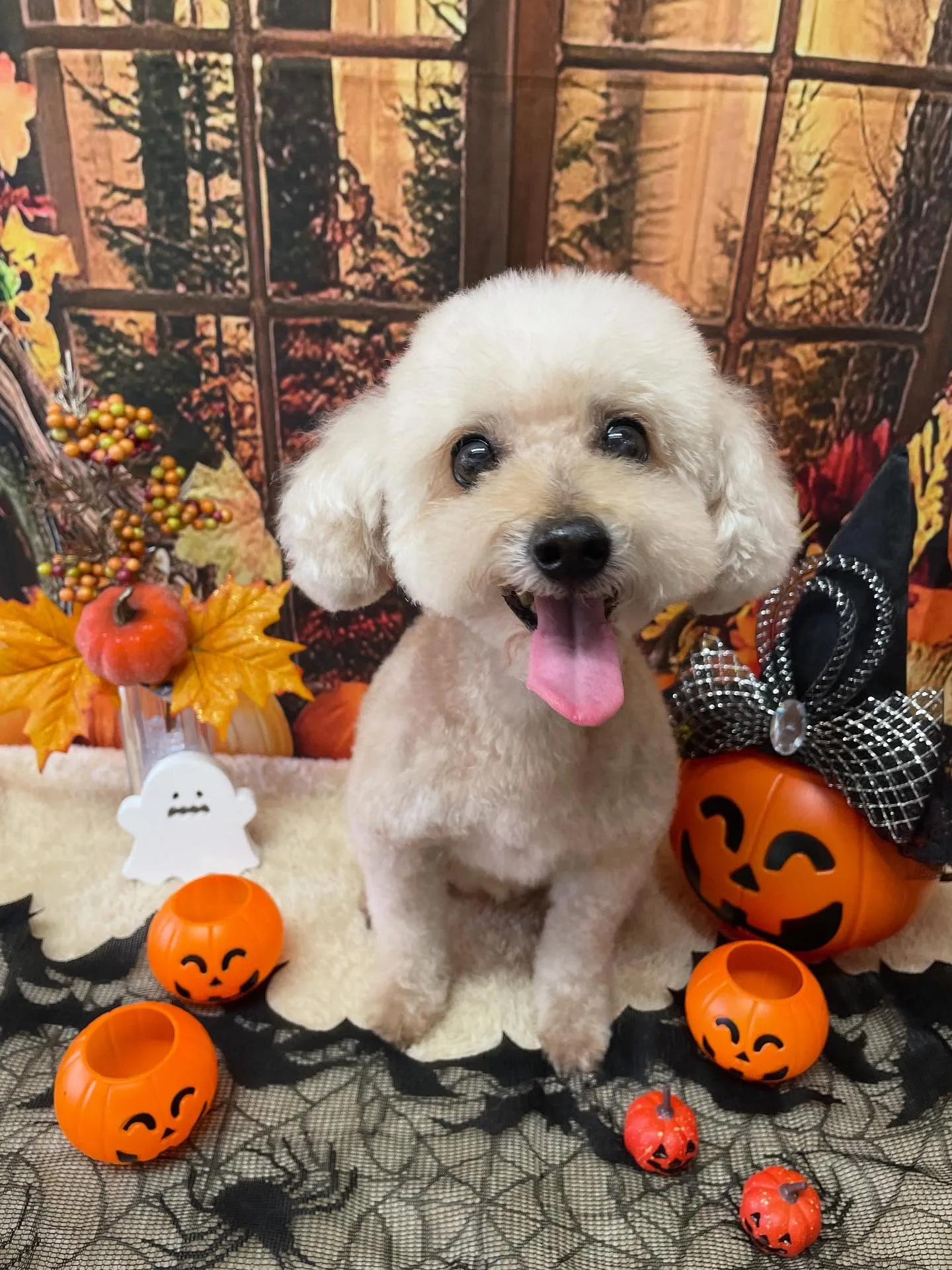 🍃今日のトリミング🍃プードル🐶｜名東区・千種区・守山区の動物...