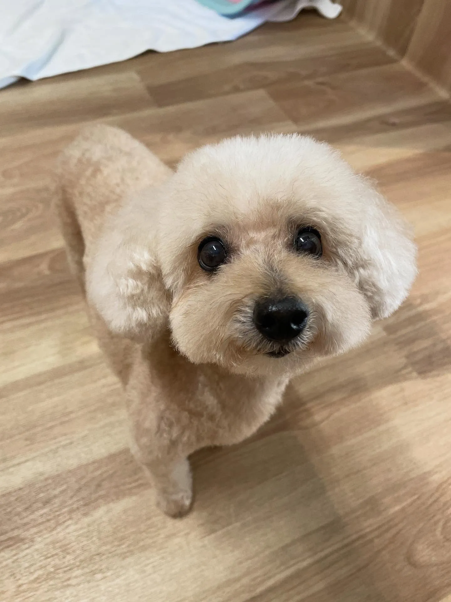 🍃今日のトリミング🍃プードル🐶｜名東区・千種区・守山区の動物...