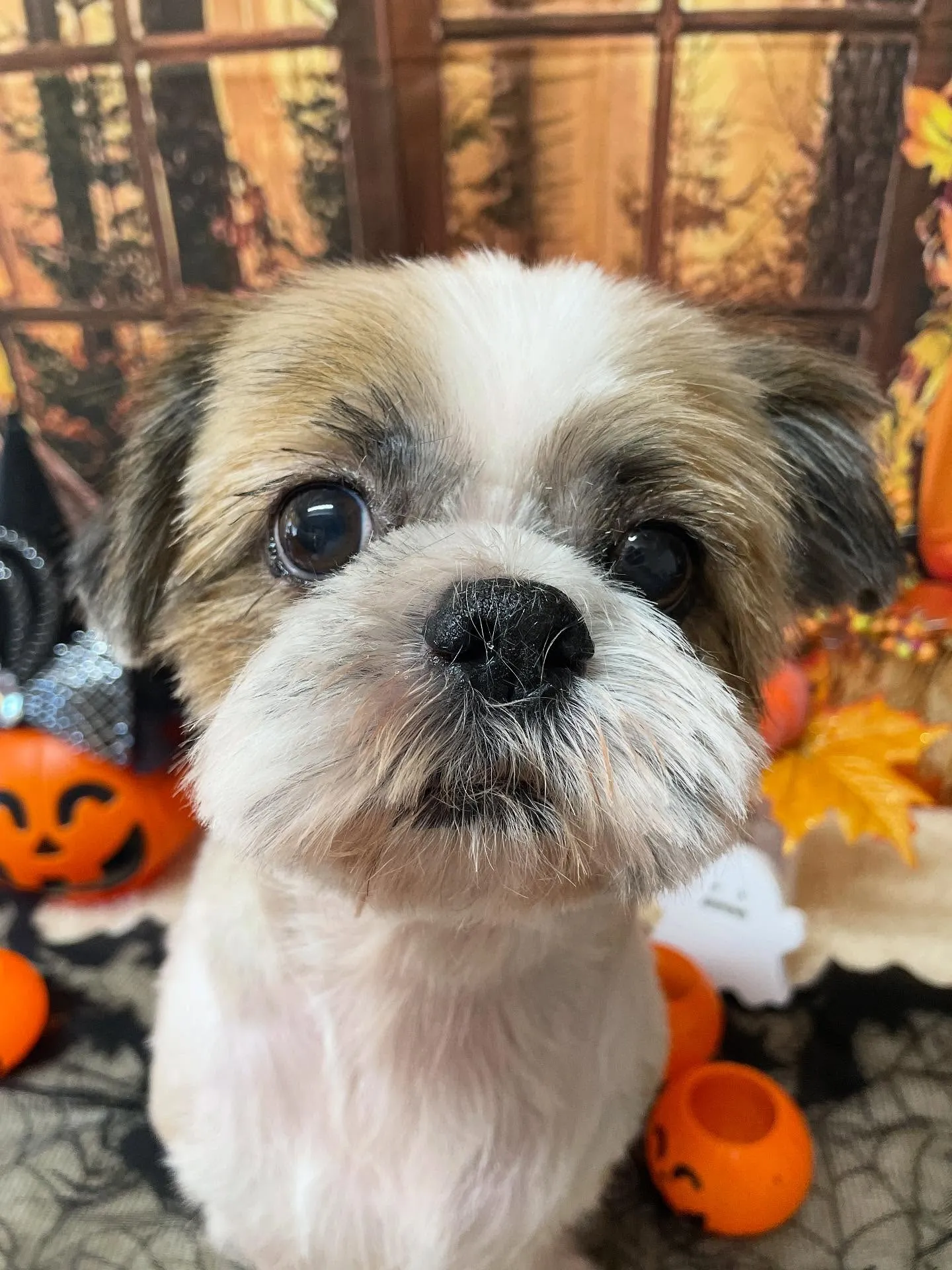 🍃今日のトリミング🍃シーズー🐶｜名東区・千種区・守山区の動物...