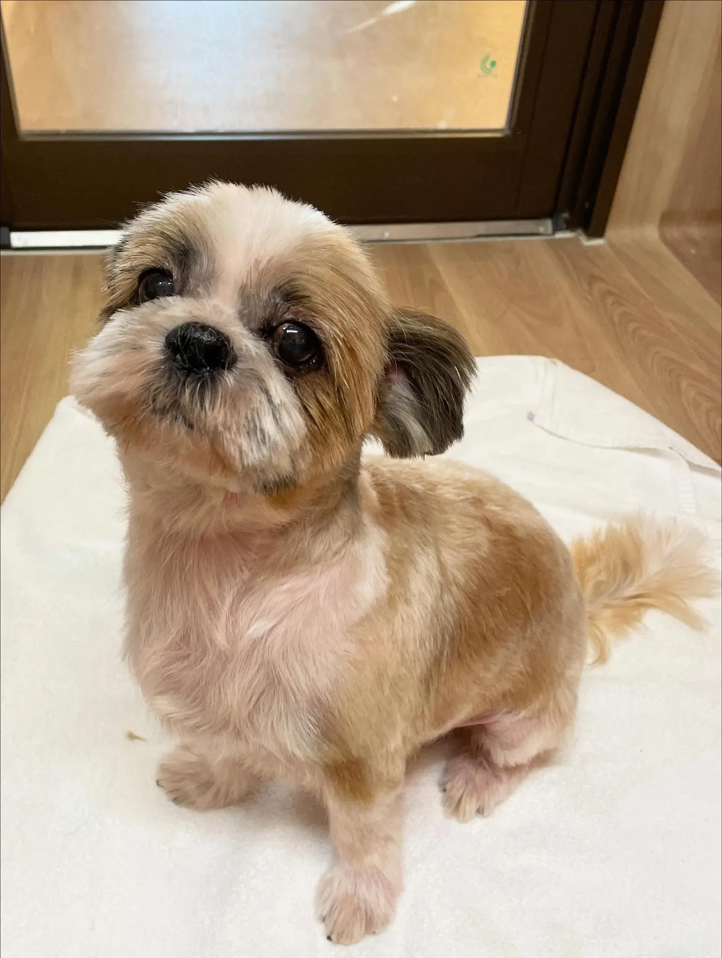 🍃今日のトリミング🍃シーズー🐶｜名東区・千種区・守山区の動物...