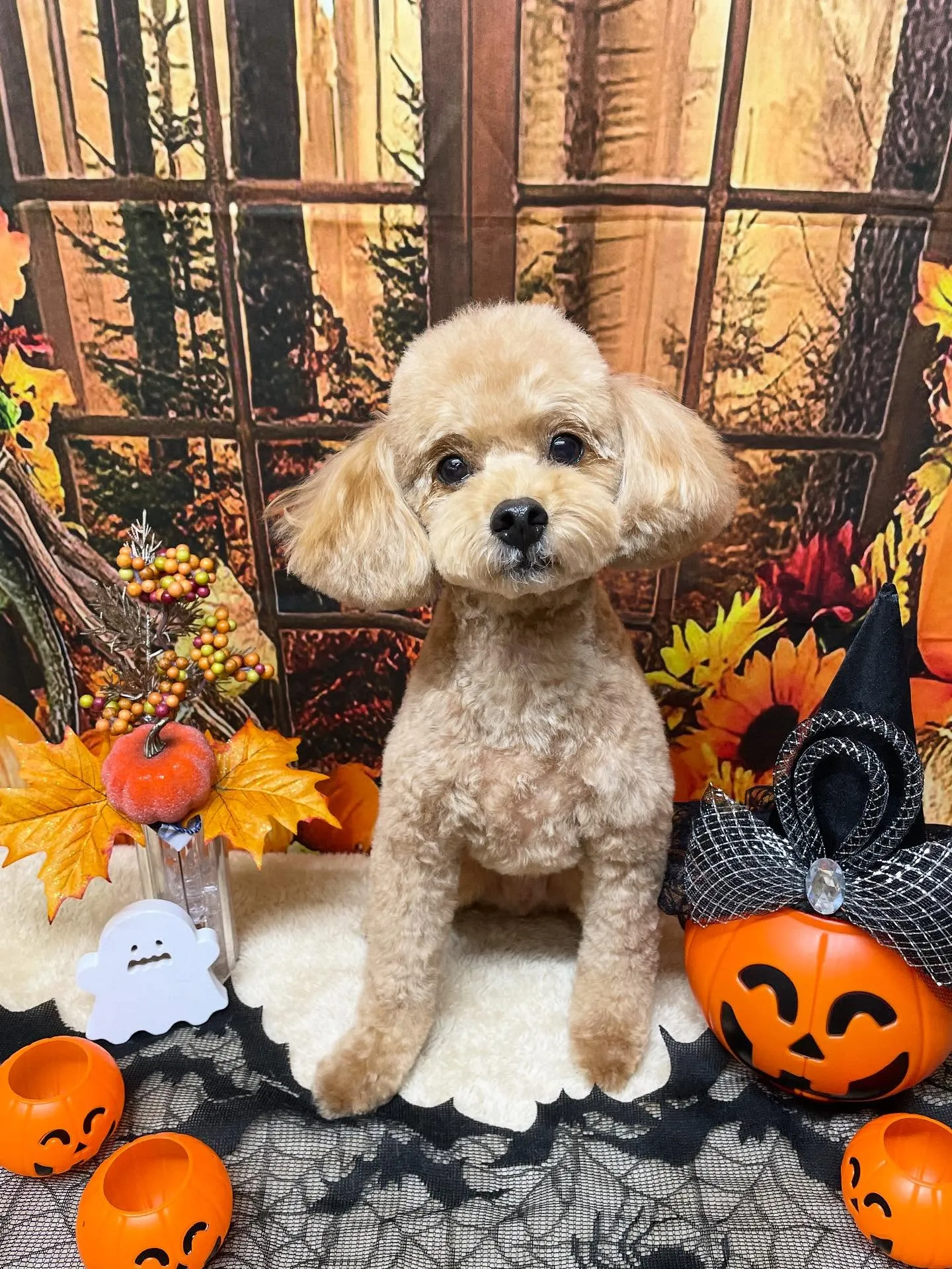 🍃今日のトリミング🍃プードル🐶｜名東区・千種区・守山区の動物...