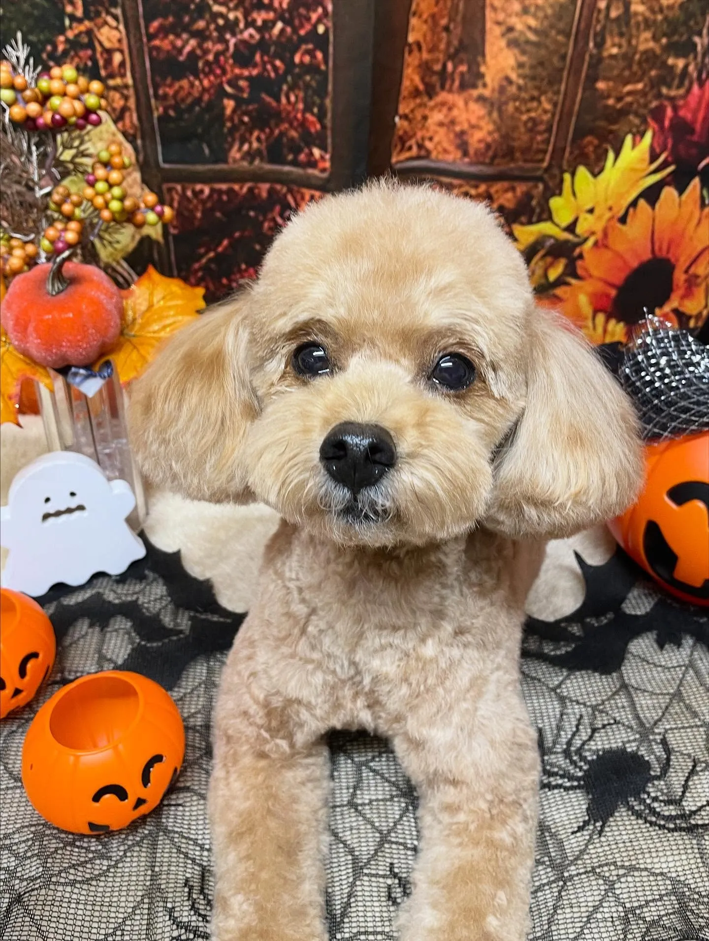 🍃今日のトリミング🍃プードル🐶｜名東区・千種区・守山区の動物...