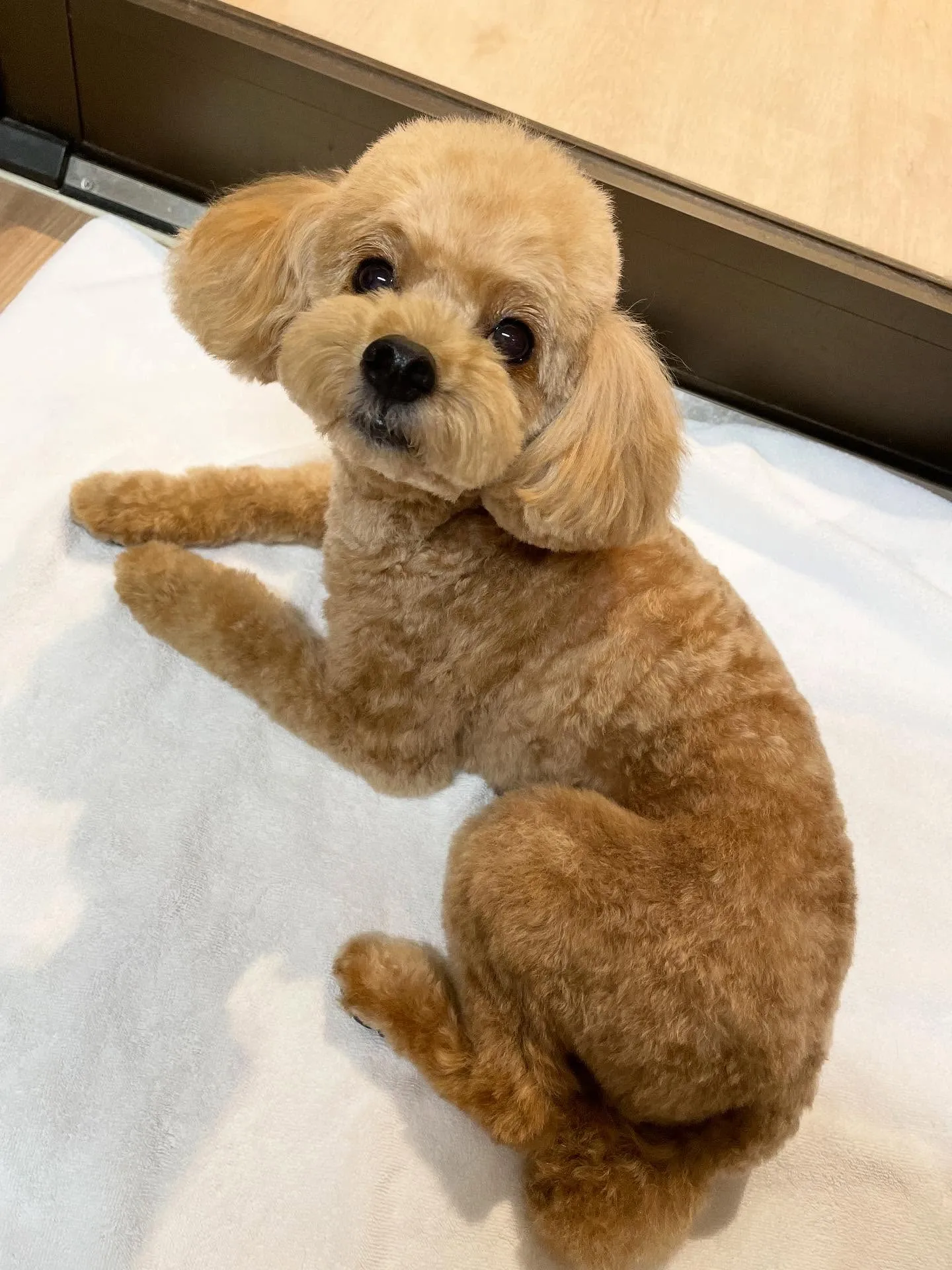 🍃今日のトリミング🍃プードル🐶｜名東区・千種区・守山区の動物...