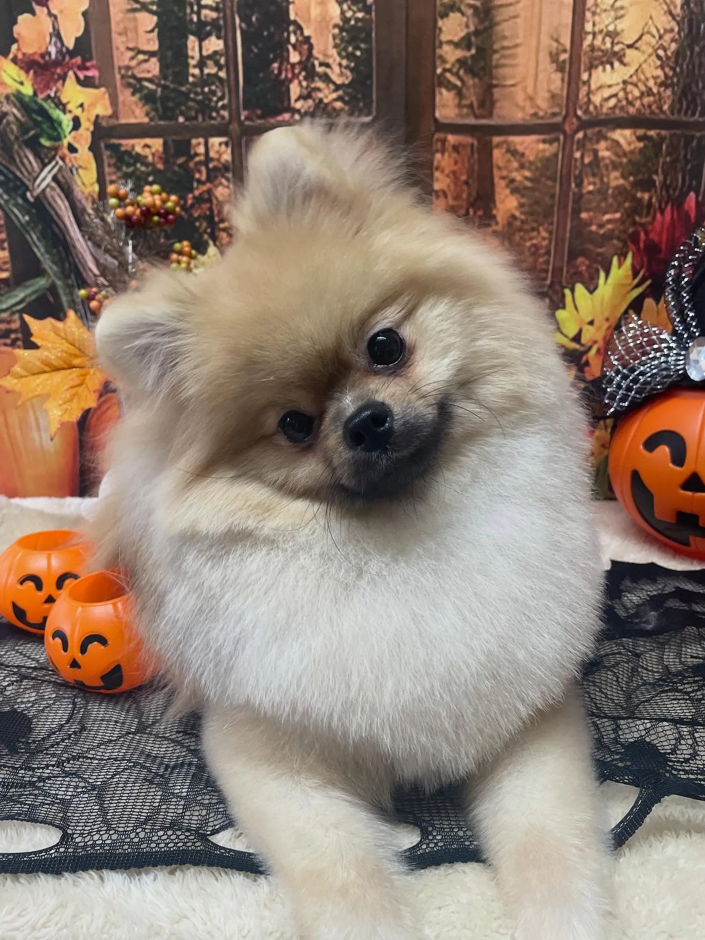 🍃今日のトリミング🍃ポメラニアン🐶｜名東区・千種区・守山区の...