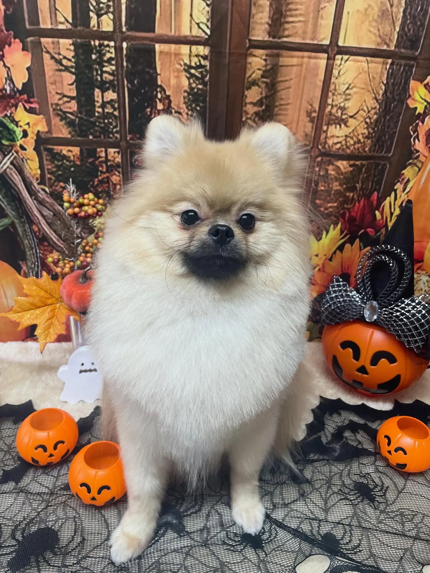 🍃今日のトリミング🍃ポメラニアン🐶｜名東区・千種区・守山区の...