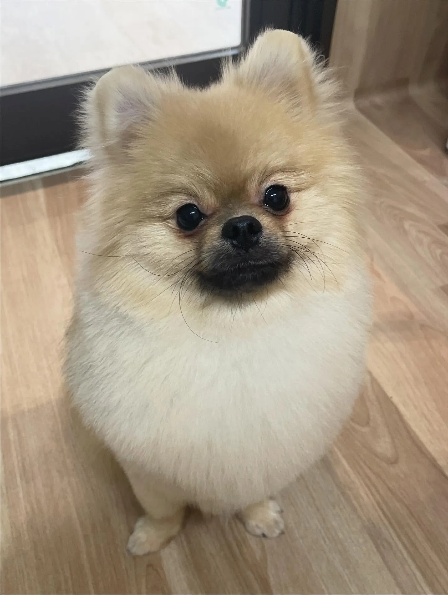 🍃今日のトリミング🍃ポメラニアン🐶｜名東区・千種区・守山区の...