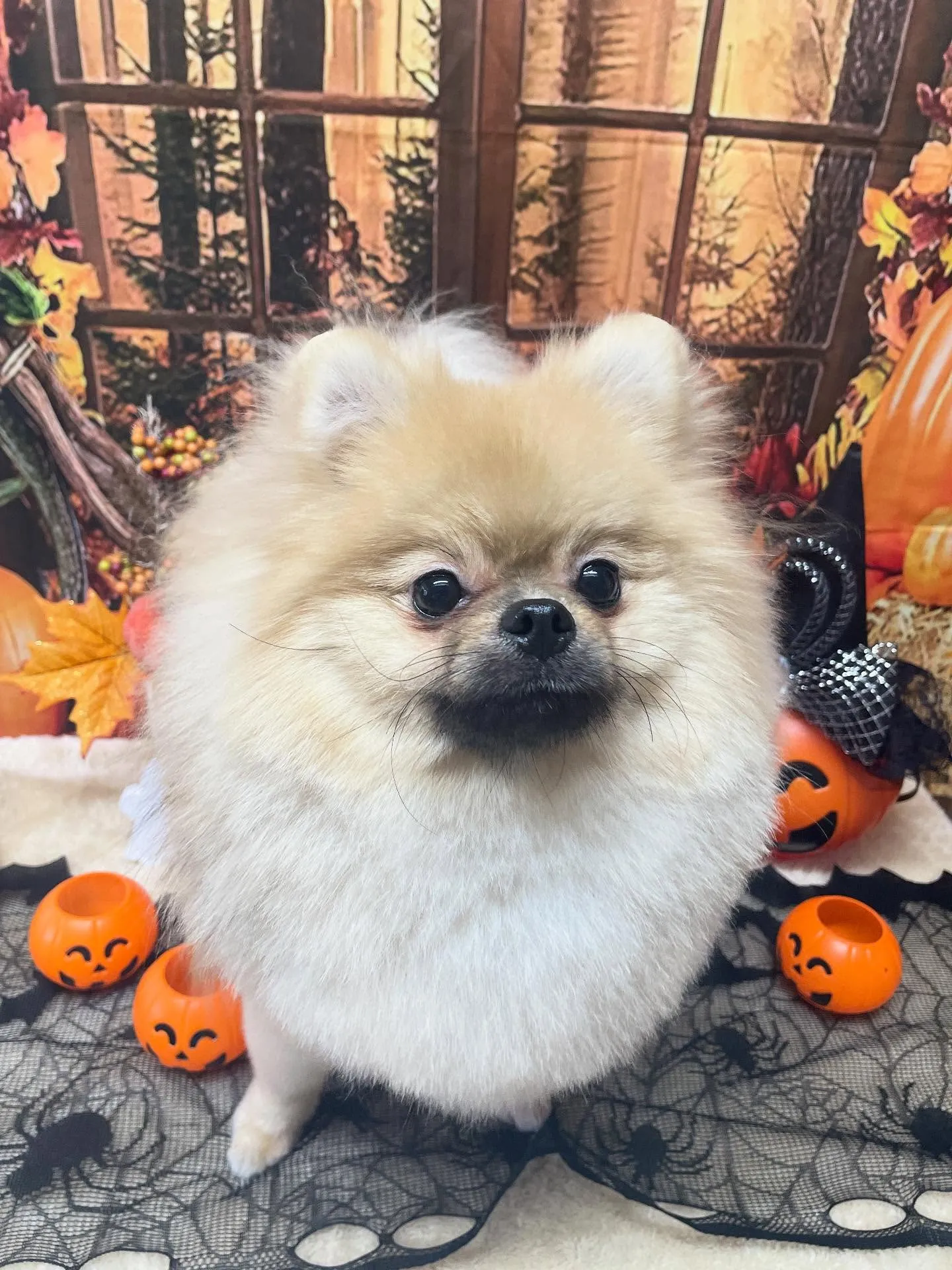 🍃今日のトリミング🍃ポメラニアン🐶｜名東区・千種区・守山区の...