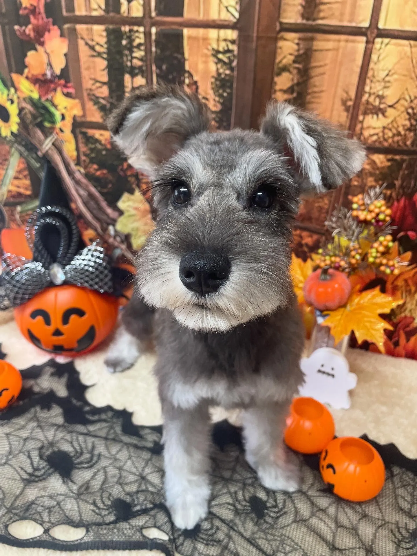 🍃今日のトリミング🍃ミニチュアシュナウザー🐶|名東区・千種区...