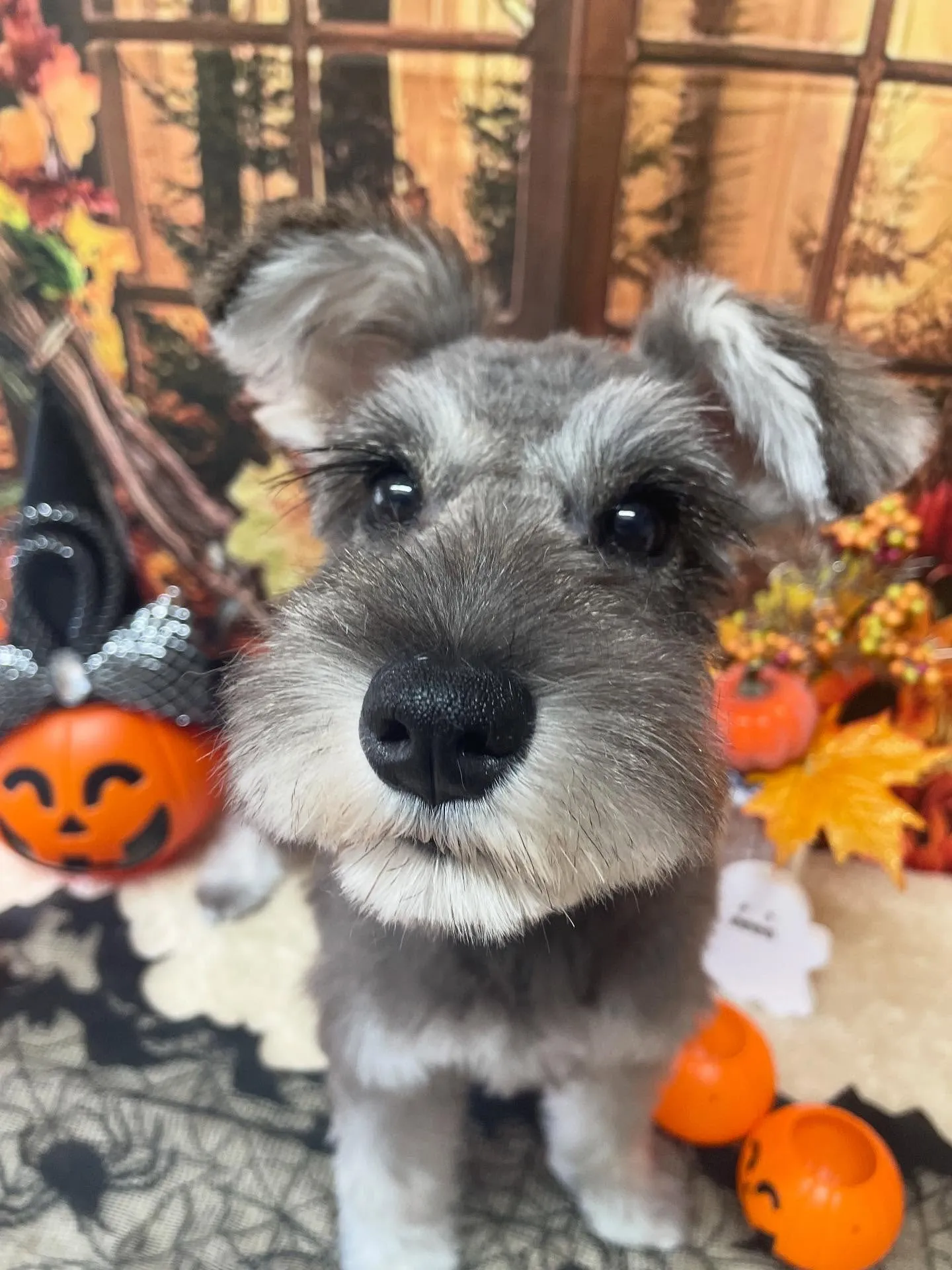 🍃今日のトリミング🍃ミニチュアシュナウザー🐶|名東区・千種区...