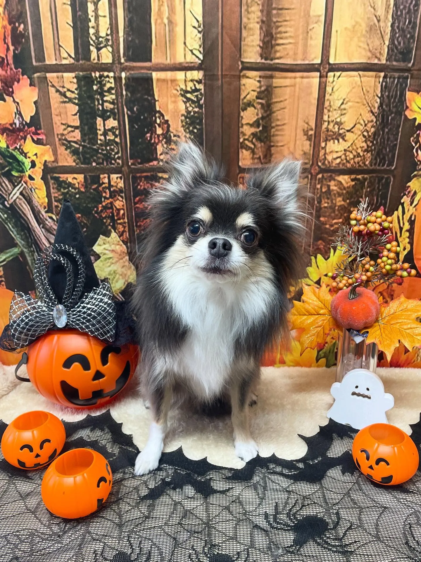 🍃今日のトリミング🍃チワワ🐶｜名東区・千種区・守山区の動物病...